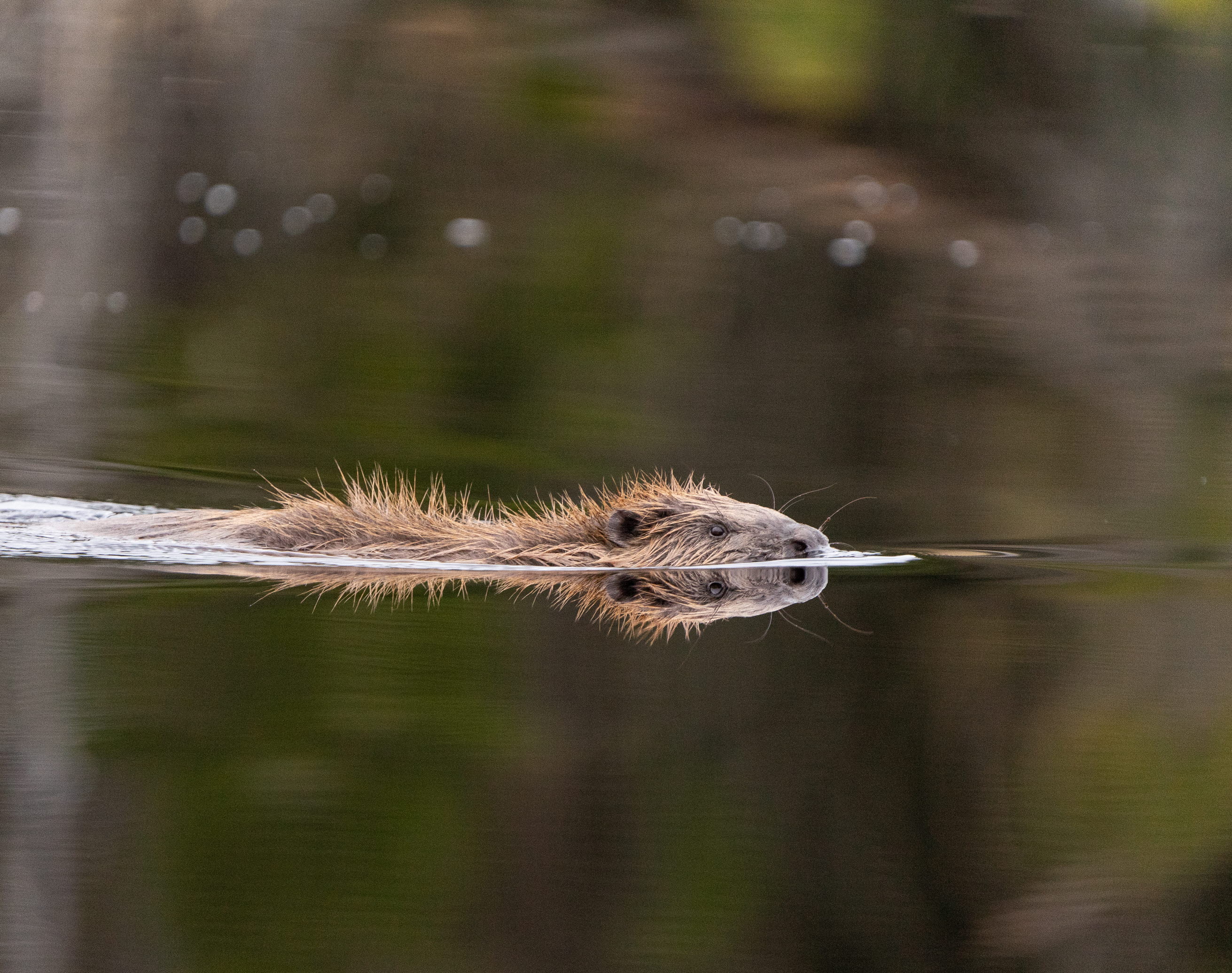 A beaver swimming in la ake in Platåbergens Geopark