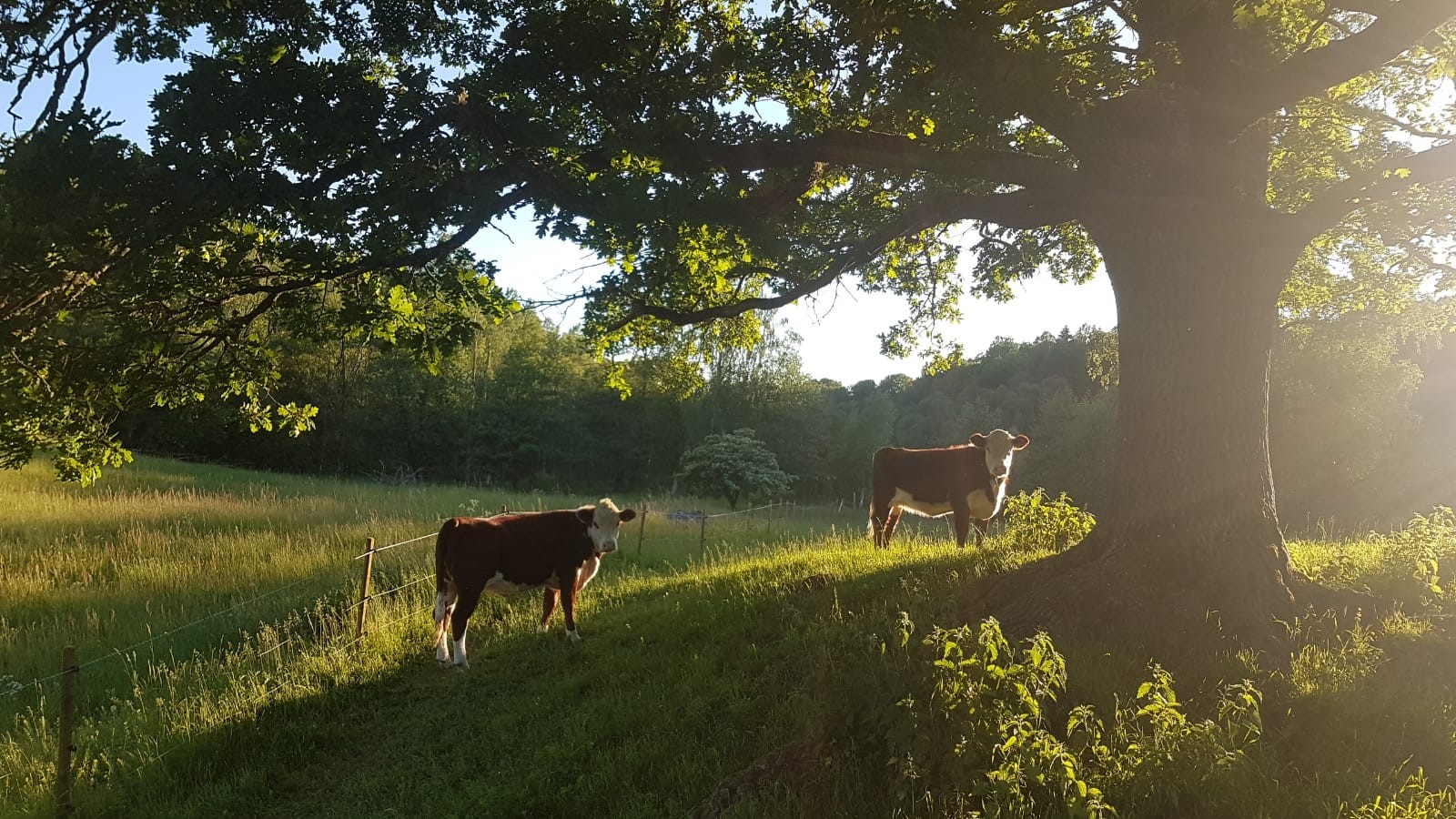 Kohagen på Sjöbacken Gård
