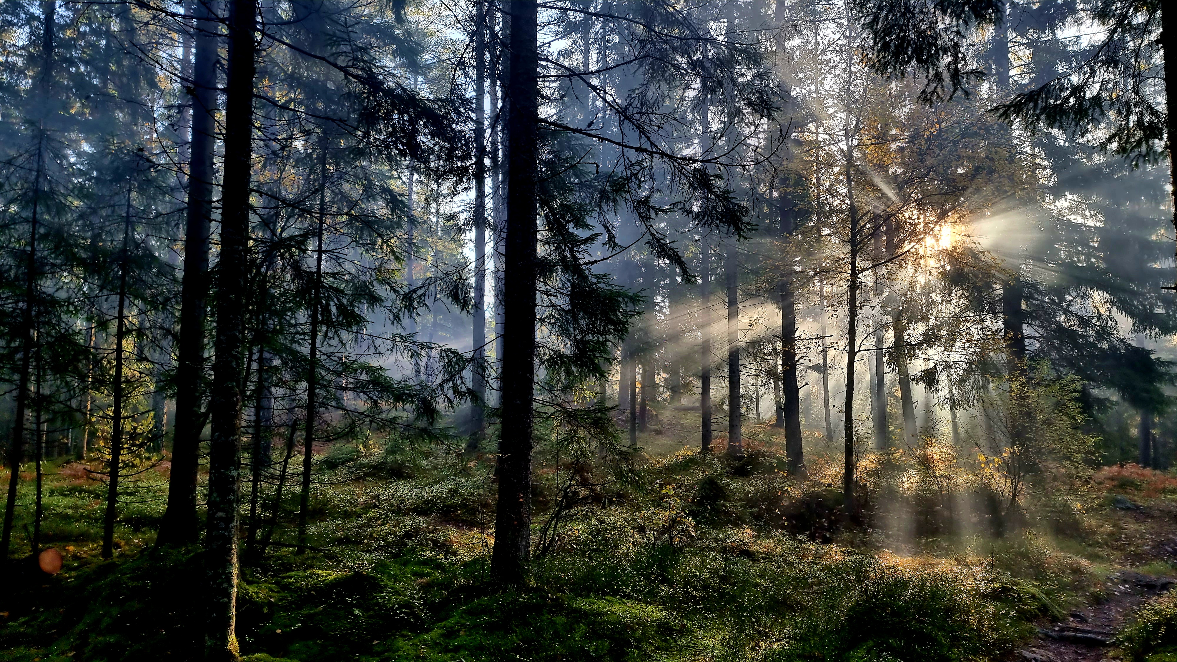 All in Nature Sweden