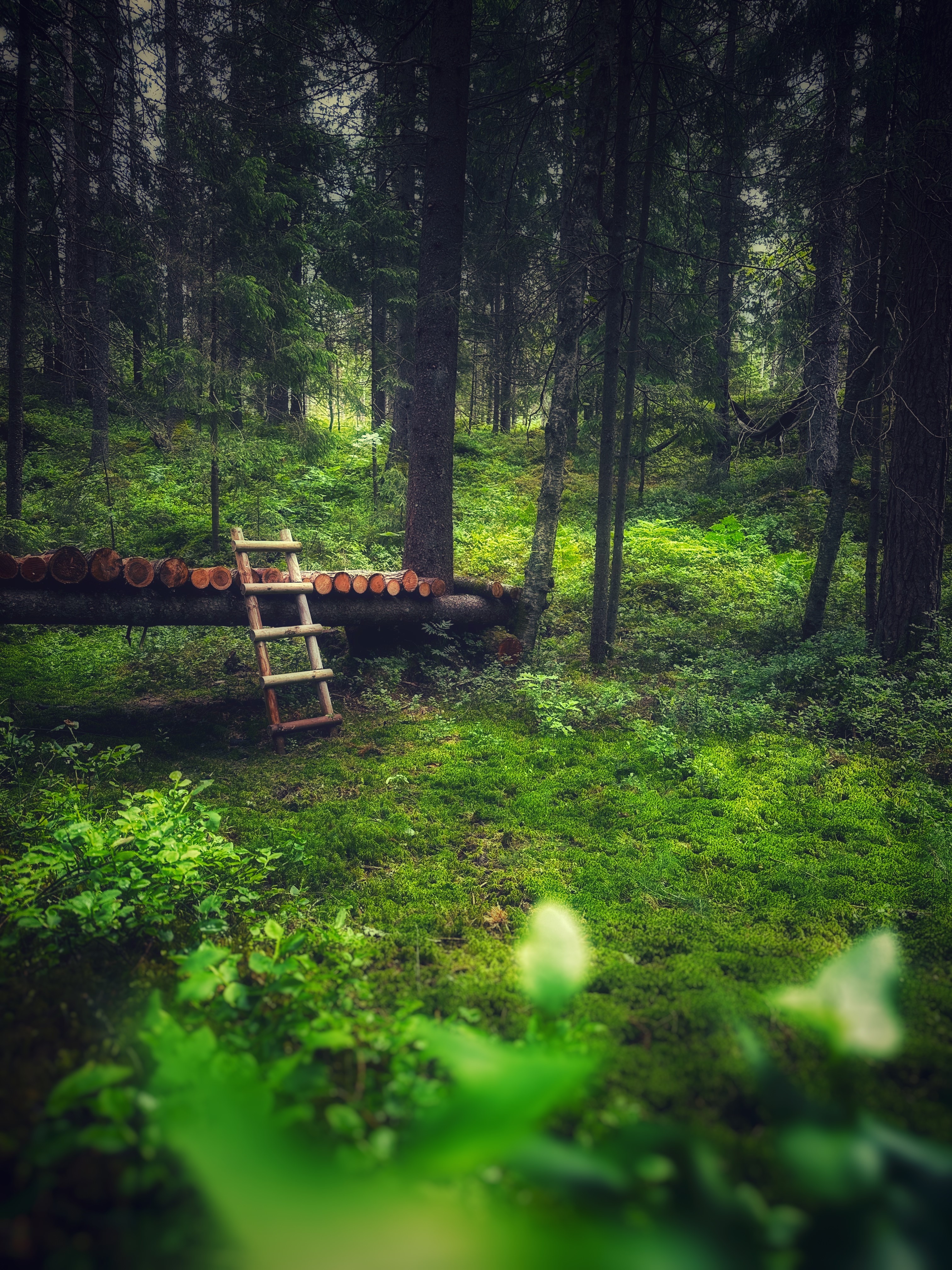 A green oasis in the woods for forest bathing