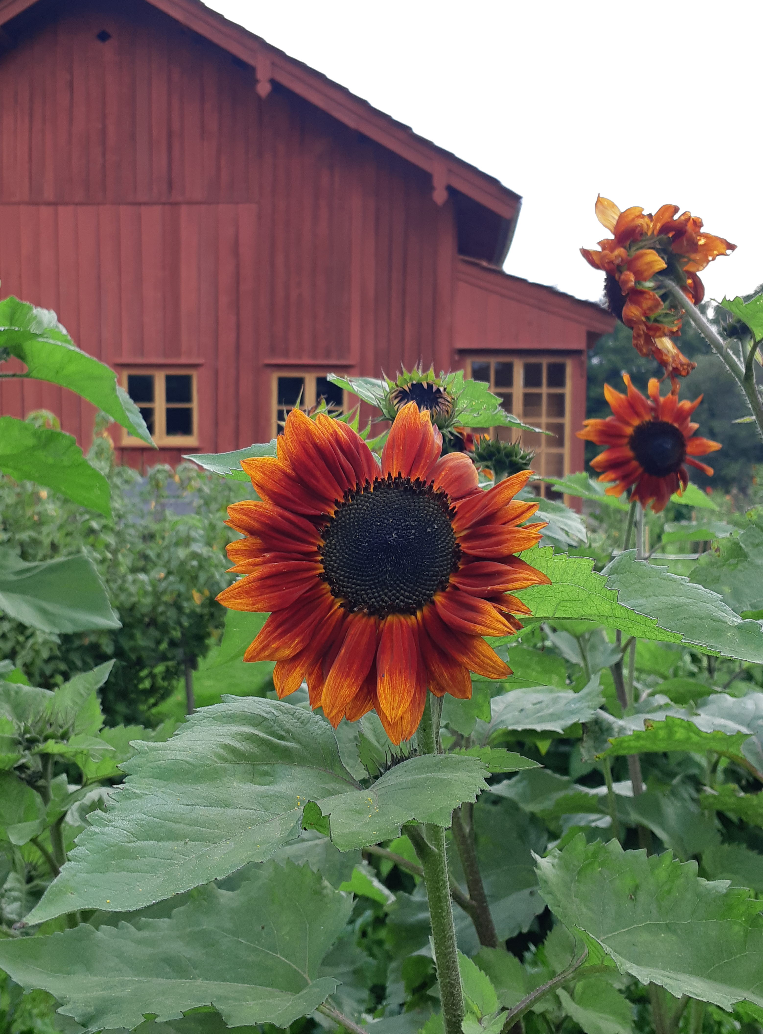 Solrosor framför ladugården på Fjälla Trädgård