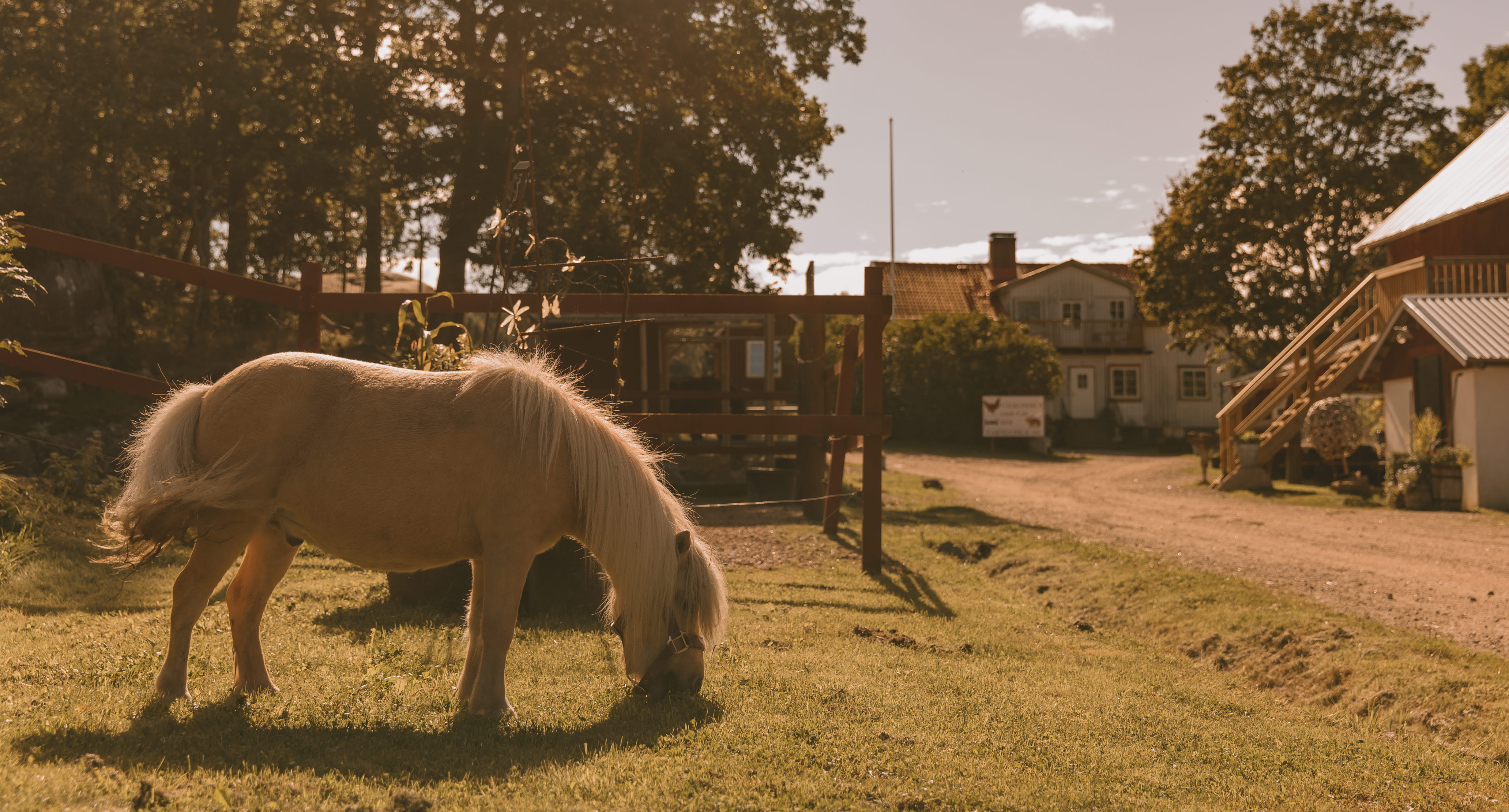 Häst betar gräs på Toric Farmlodge.