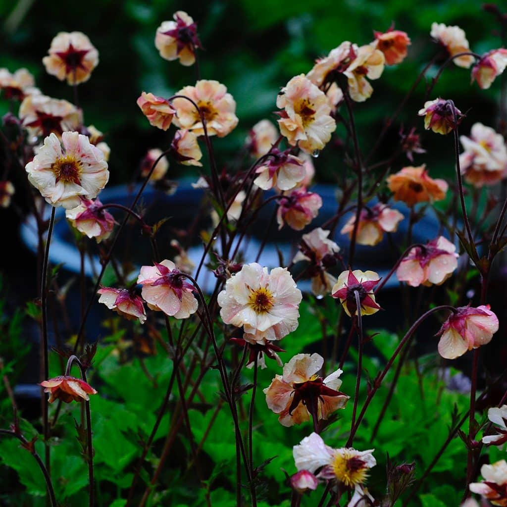 Garden flowers at Bartley Gardens