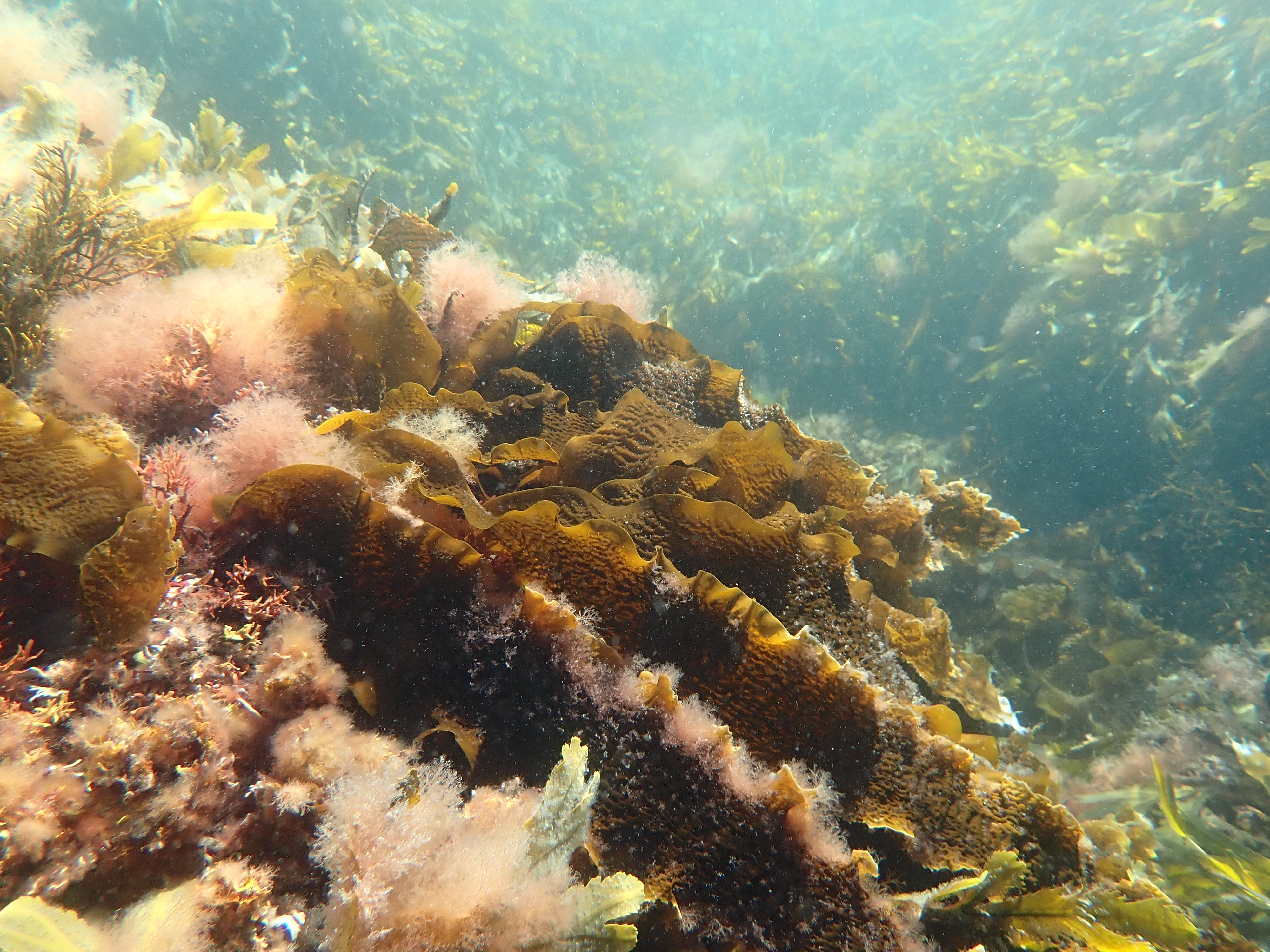 Undervattensbild på sockertång, Blågrönt Liv