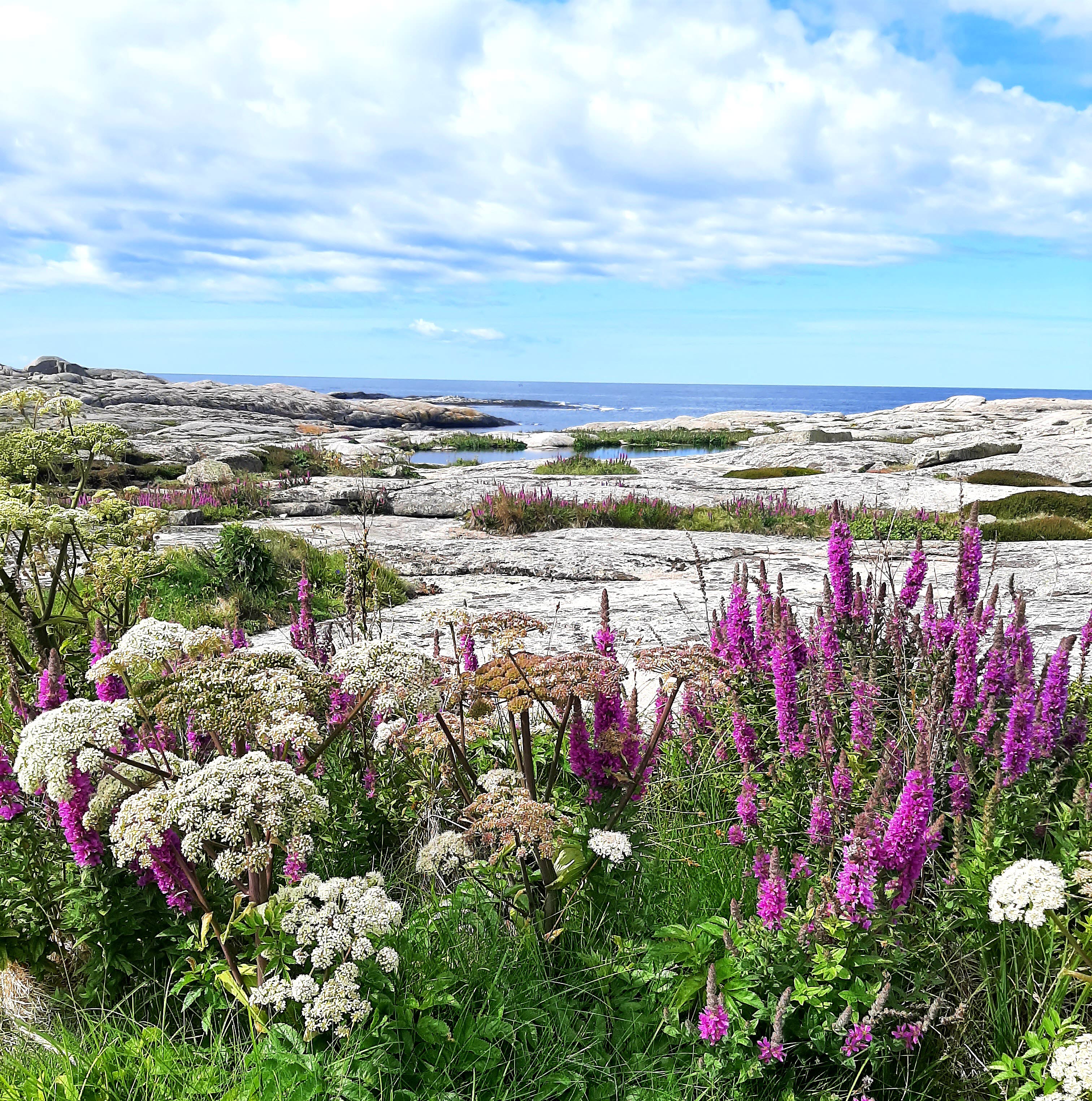 Vacker skärgårdsnatur med havet i bakgrunden på Utpost Hållö