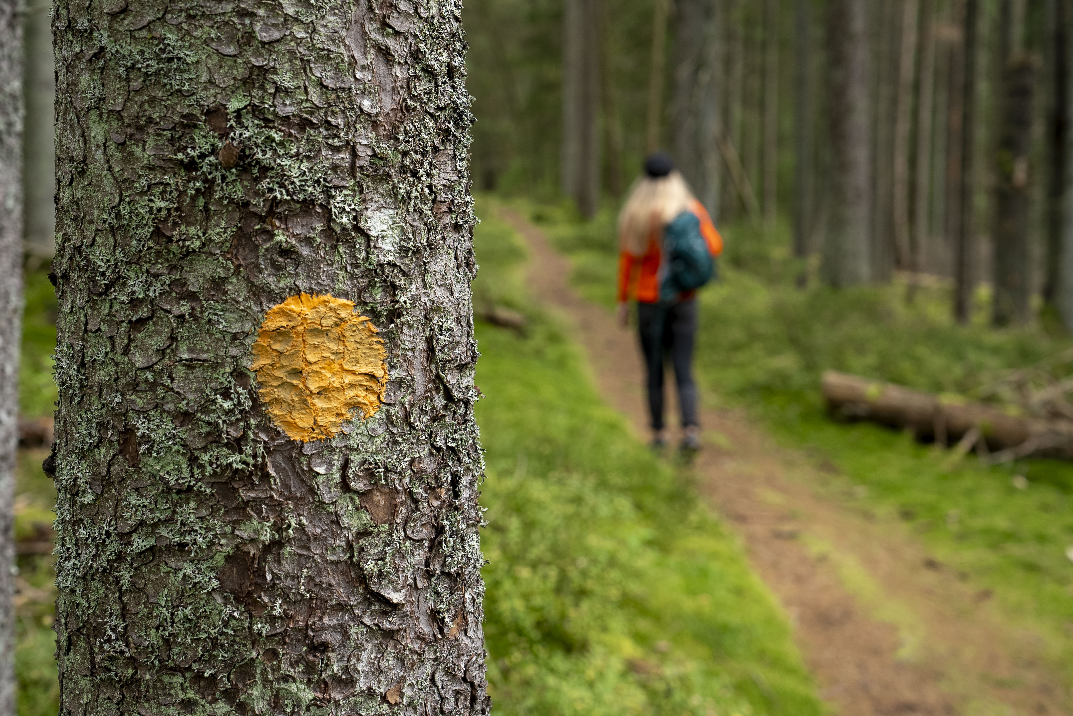 Vandrare i naturskön skog, Café Torpet