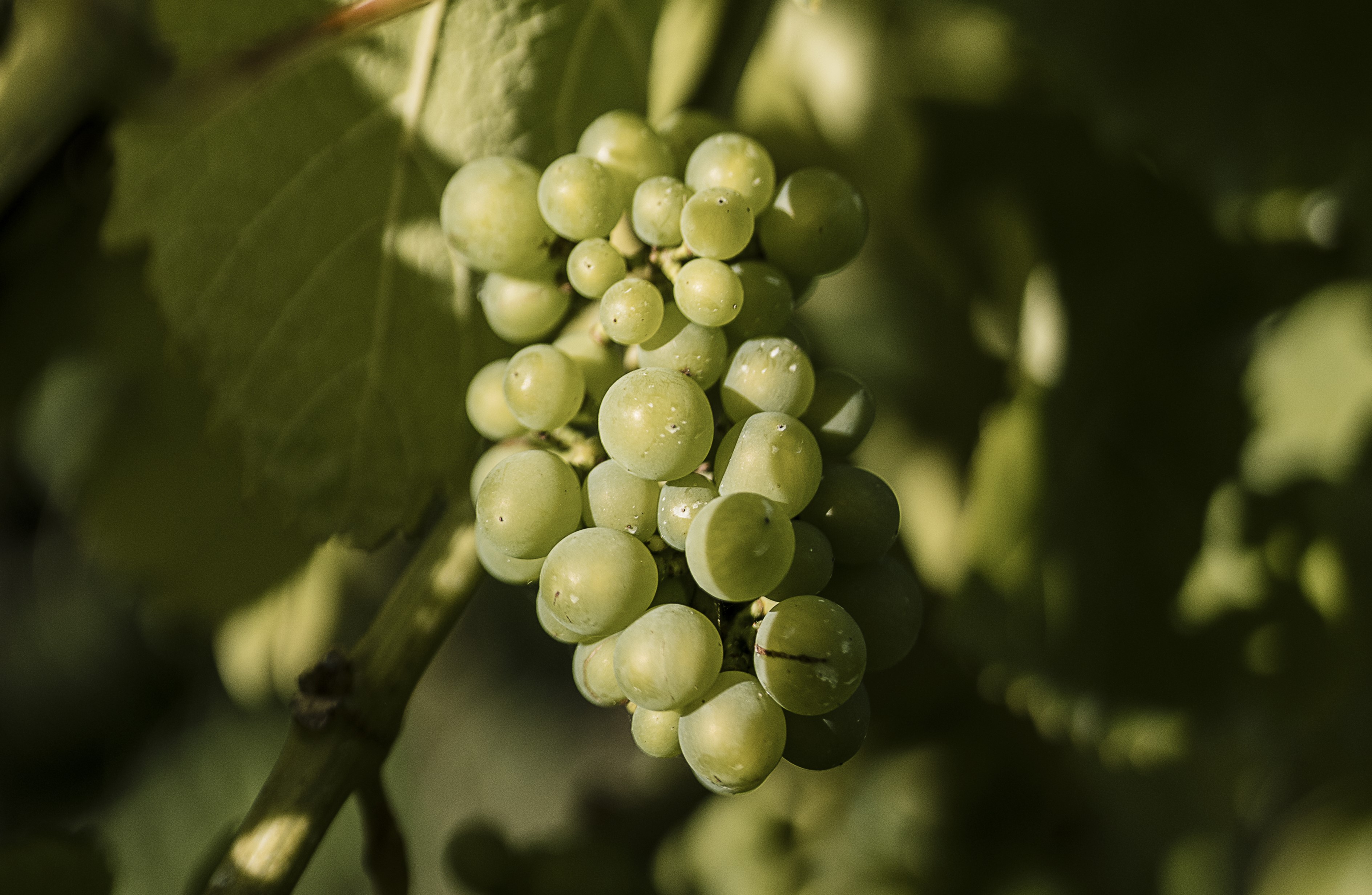 En klase vindruvor, Luna Vingård & Restaurang

