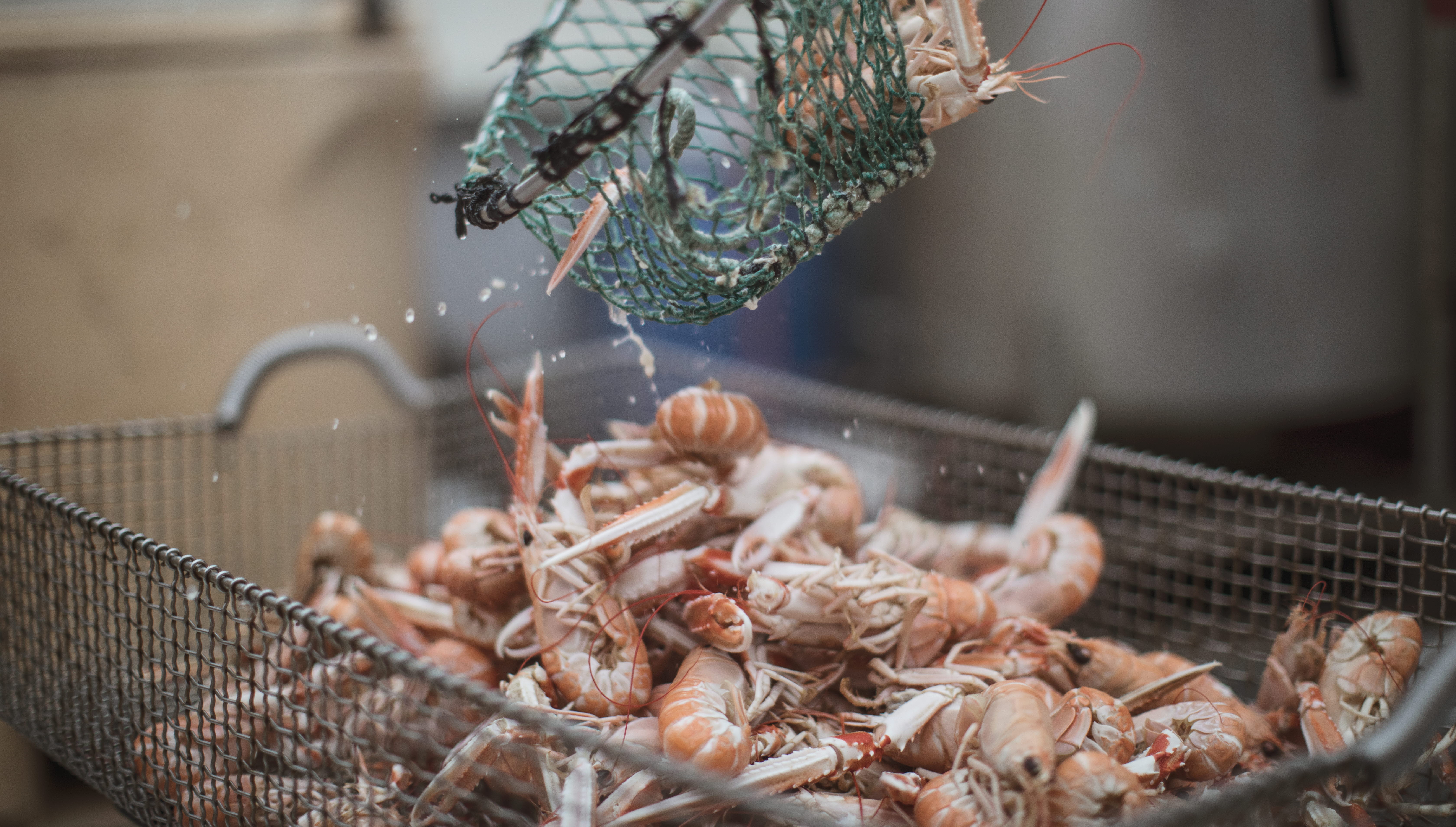 Crayfish outside Smögen