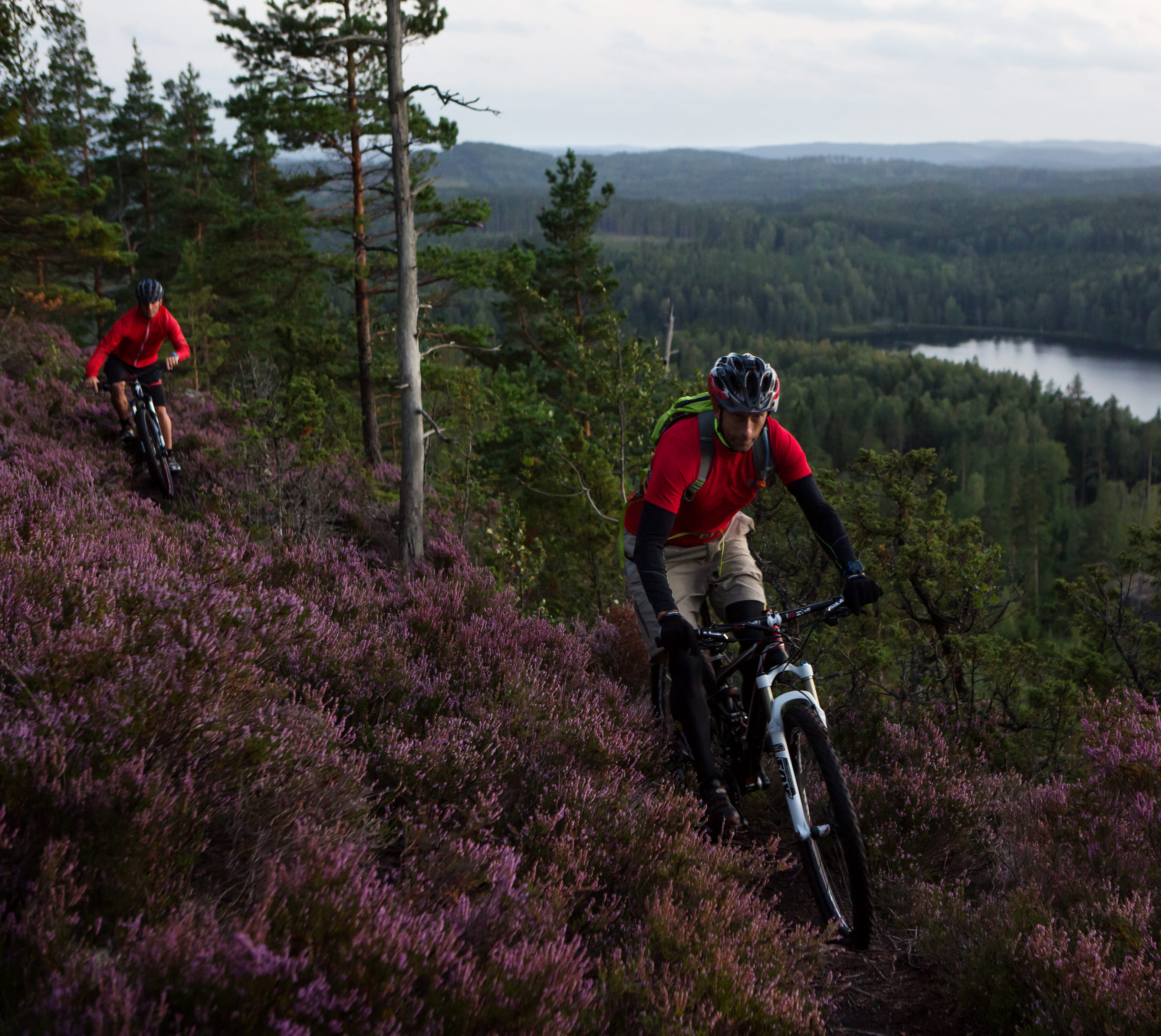 Två män cyklar mountainbike på skogsstig