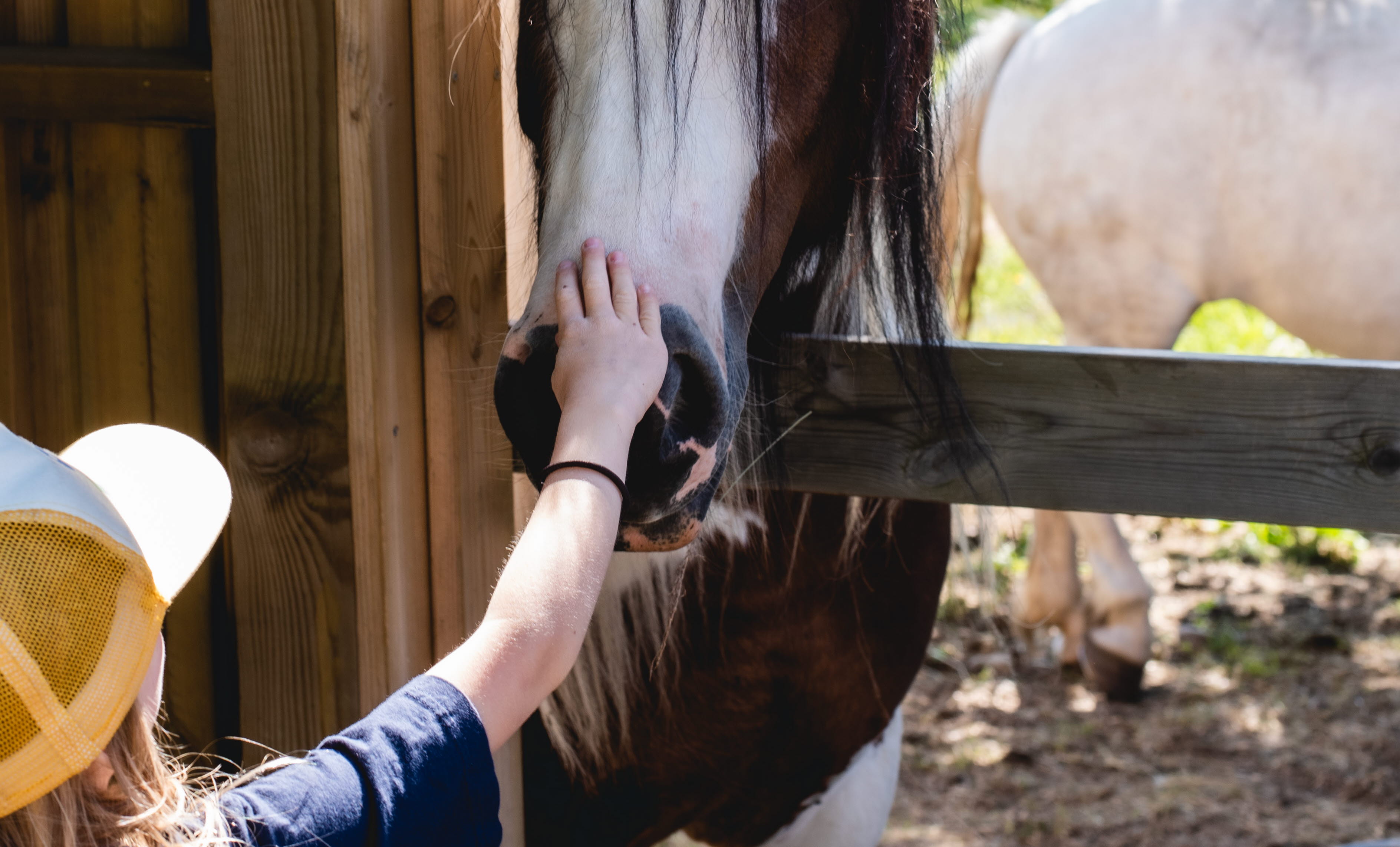 A child pats a horse on the mule.