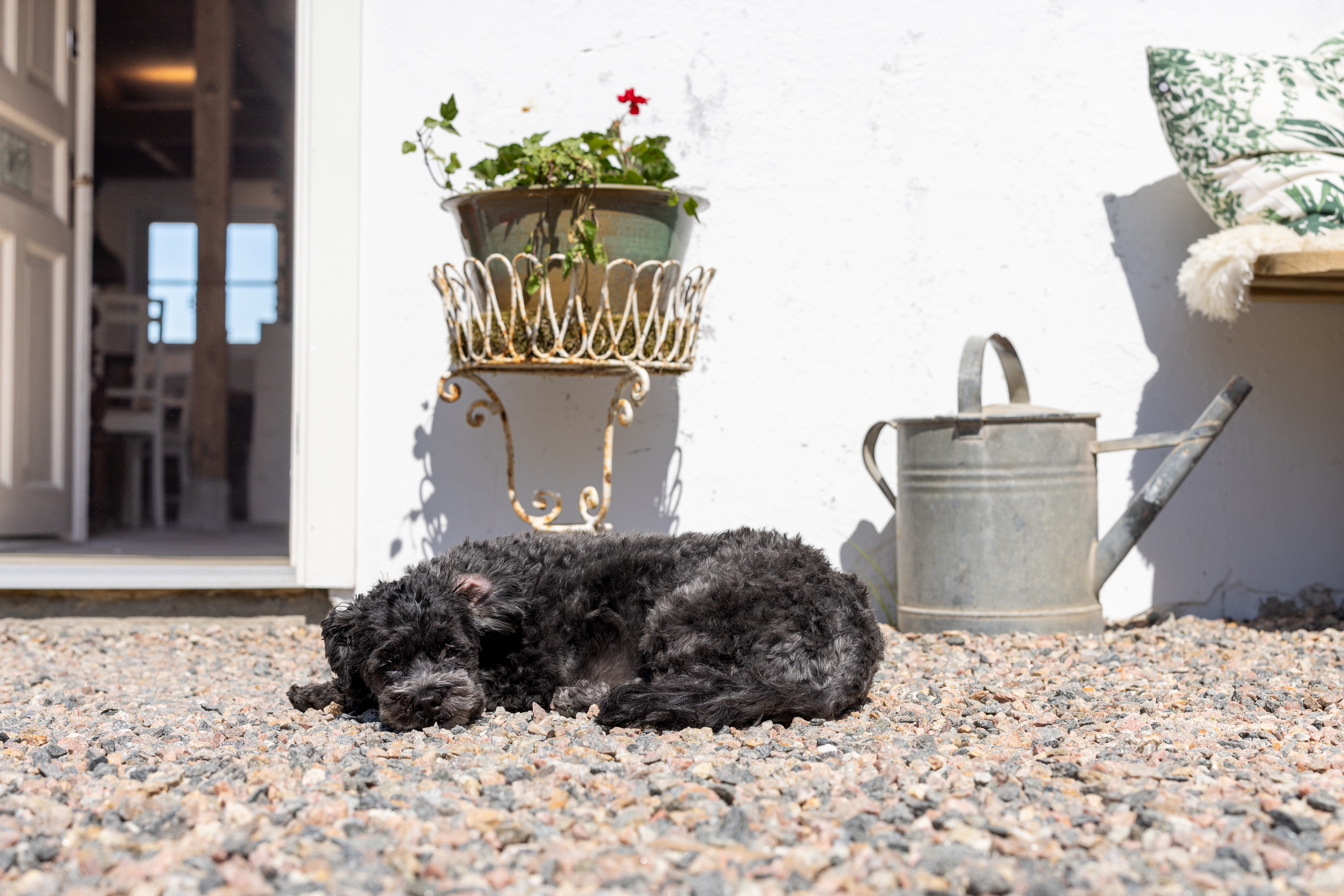 En hund ligger på gruset utanför en öppen dörr.