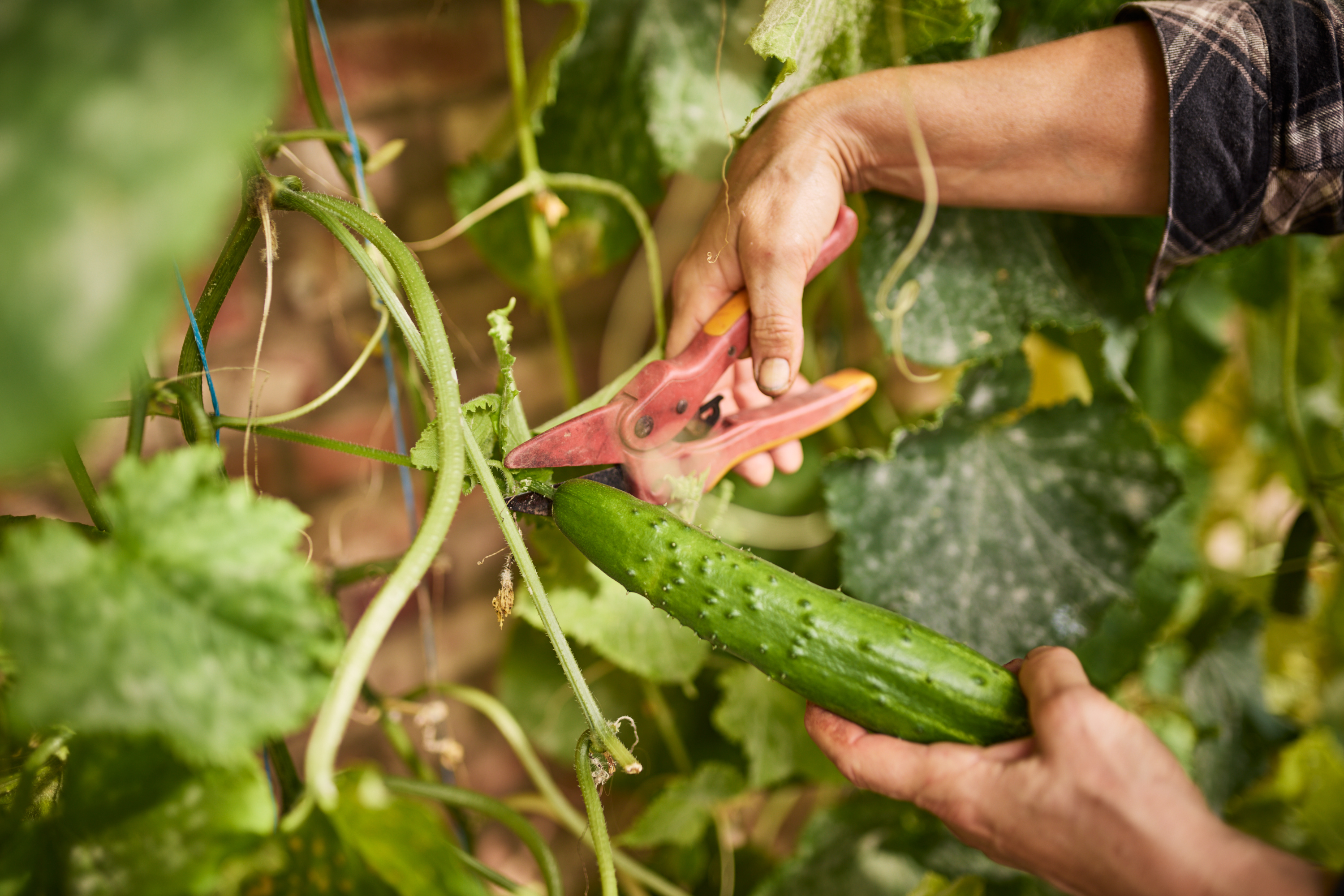Grönsaksodling på en gård.