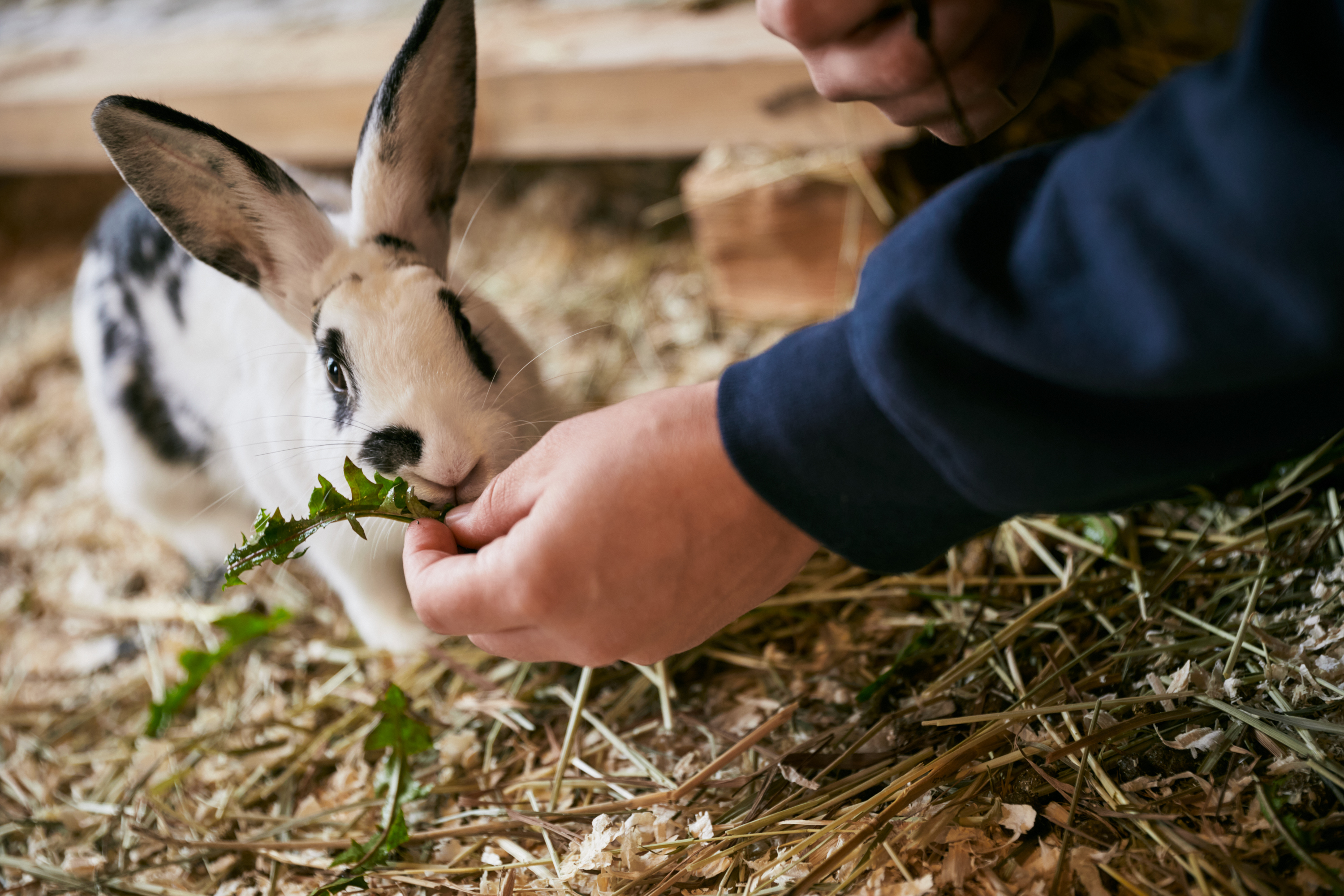 Gunnebo House and Gardens