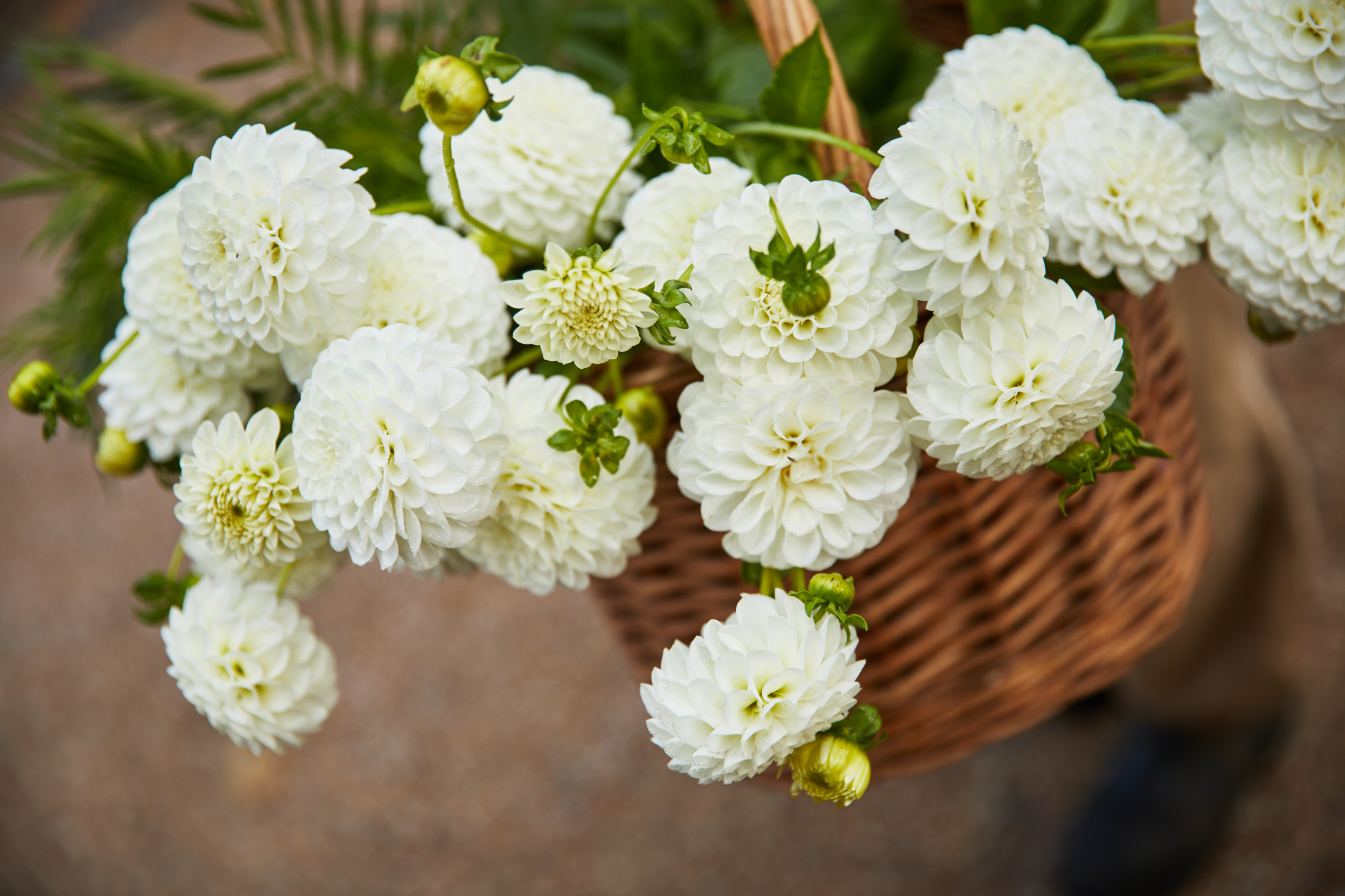 Gunnebo House and Gardens