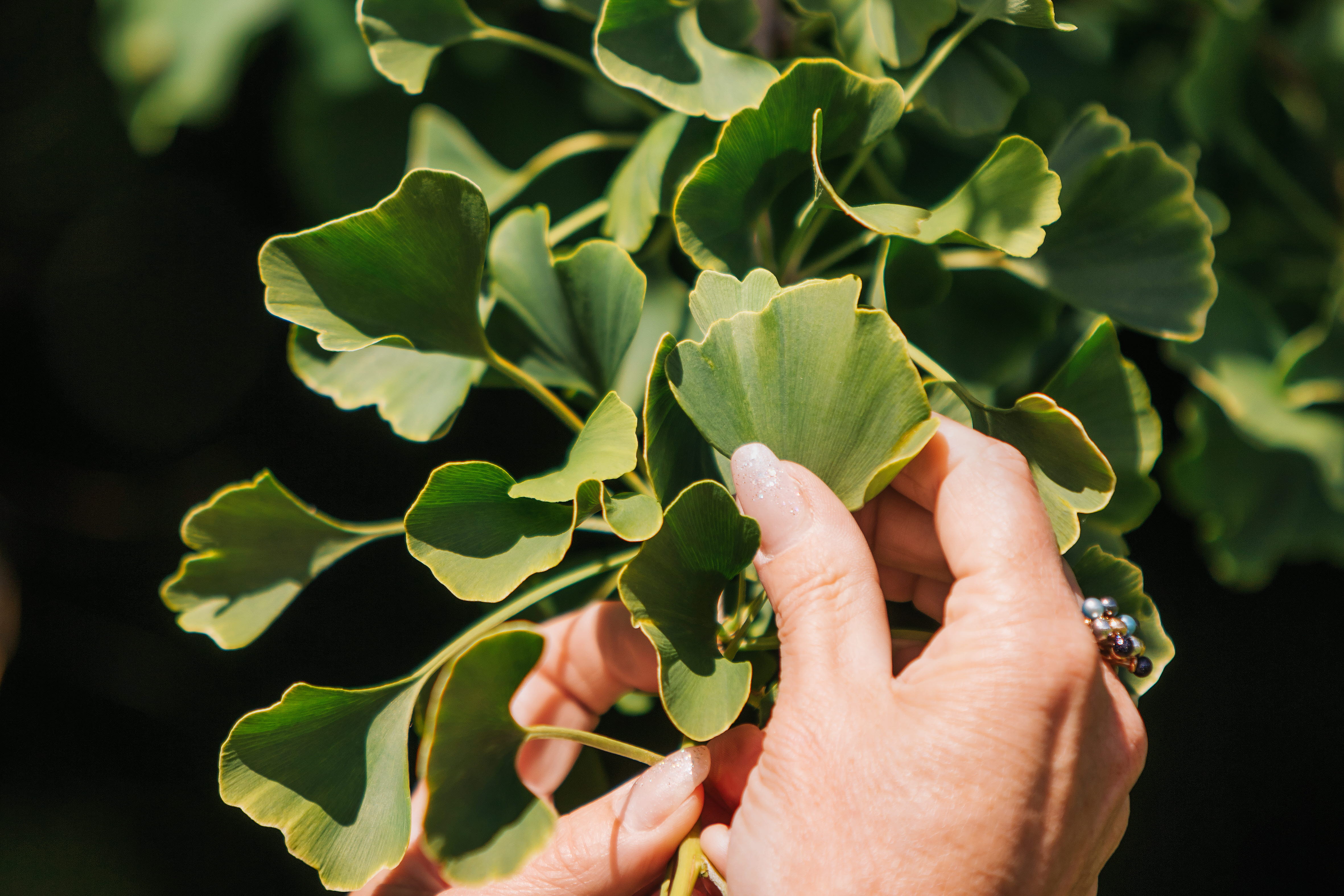 Ginkoträd, Hällekis Trädgård