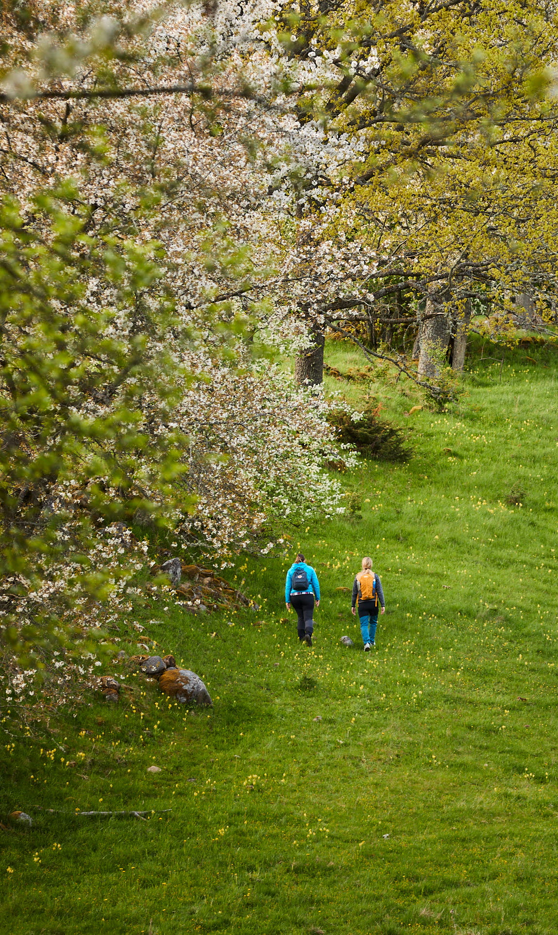 Vandring vid Höjentorp
