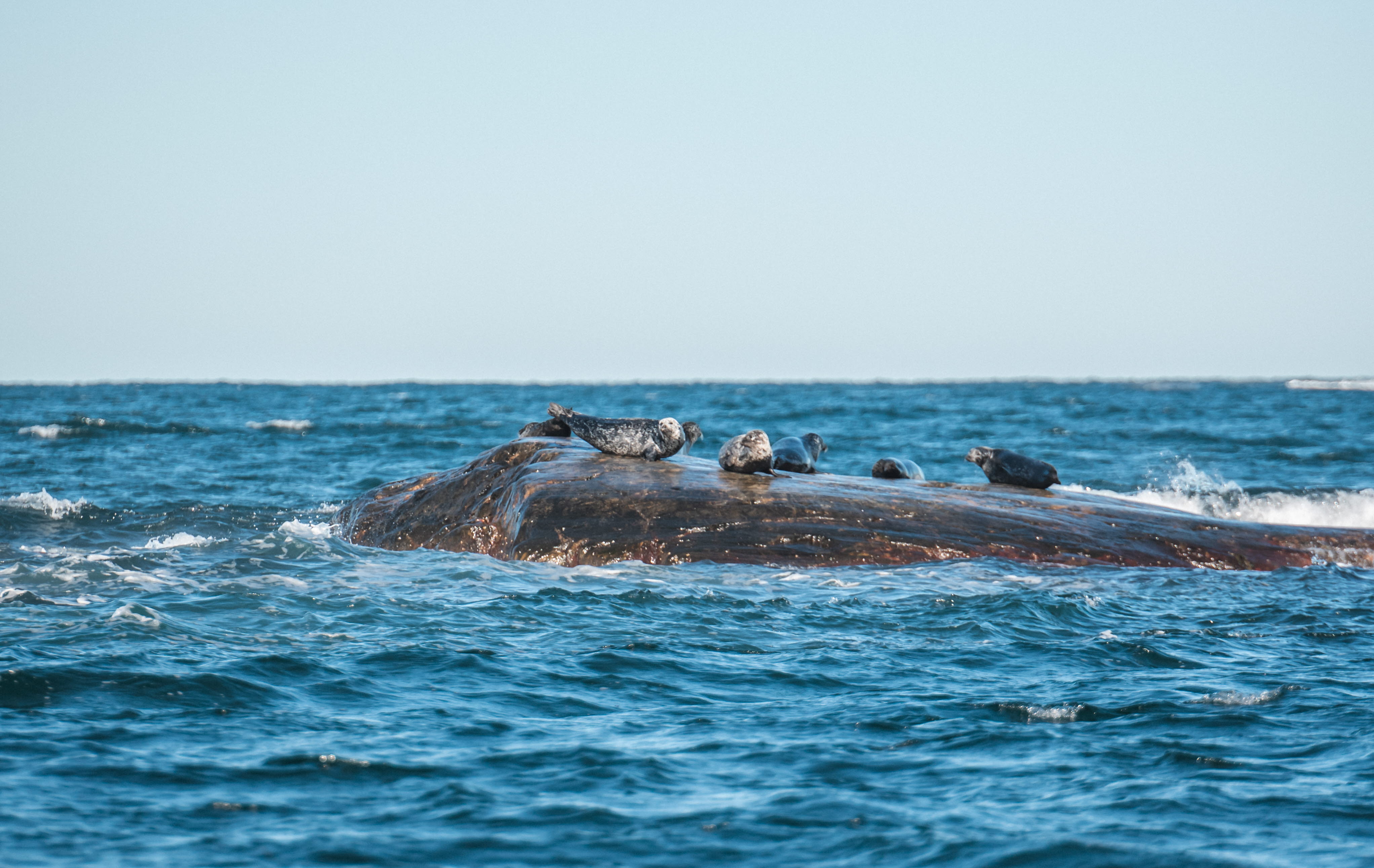 Sälsafari med Kastor Boat Trips