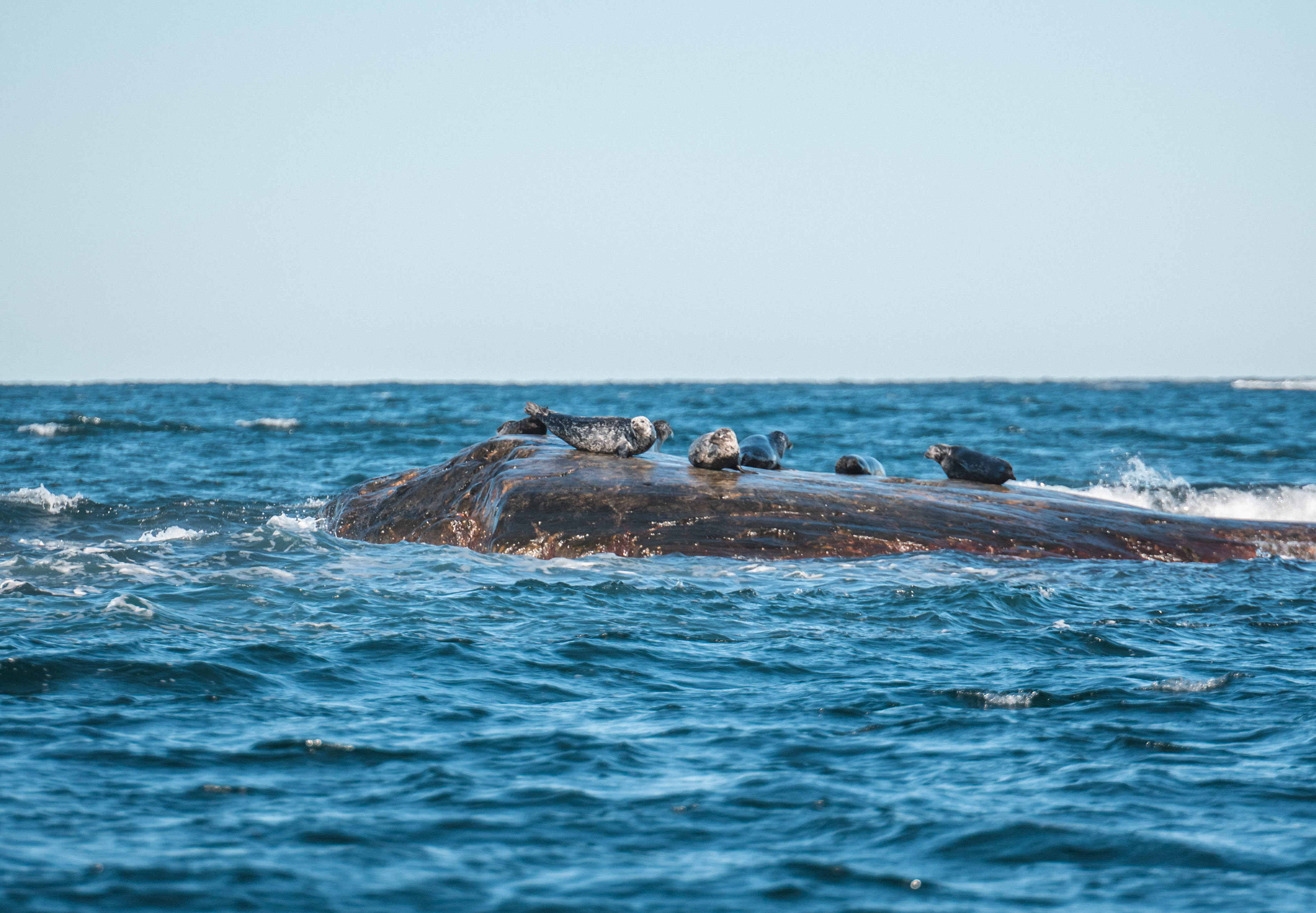 Sälsafari med Kastor Boat Trips