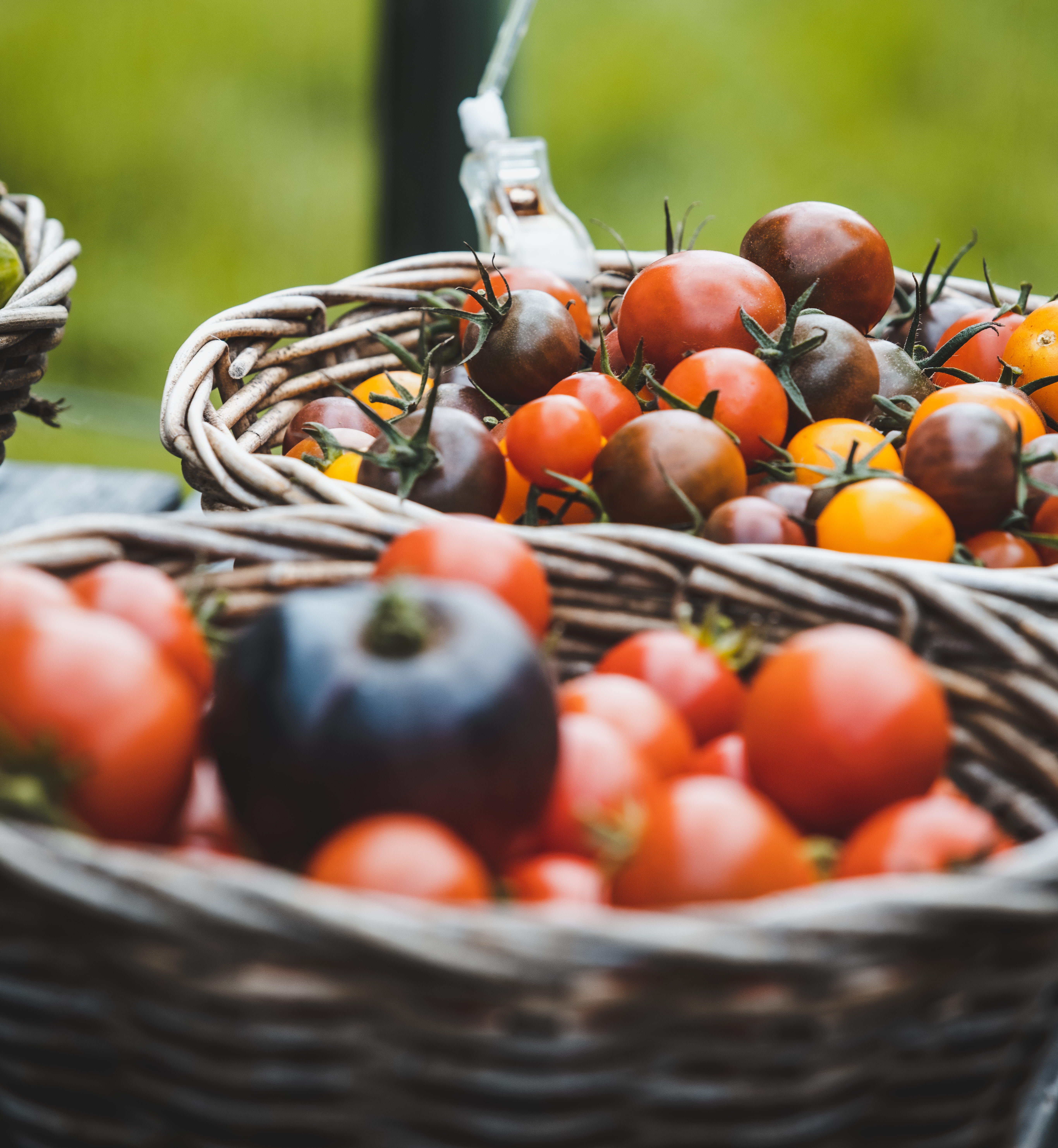 Tomatoes at Kosters Trädgårdar