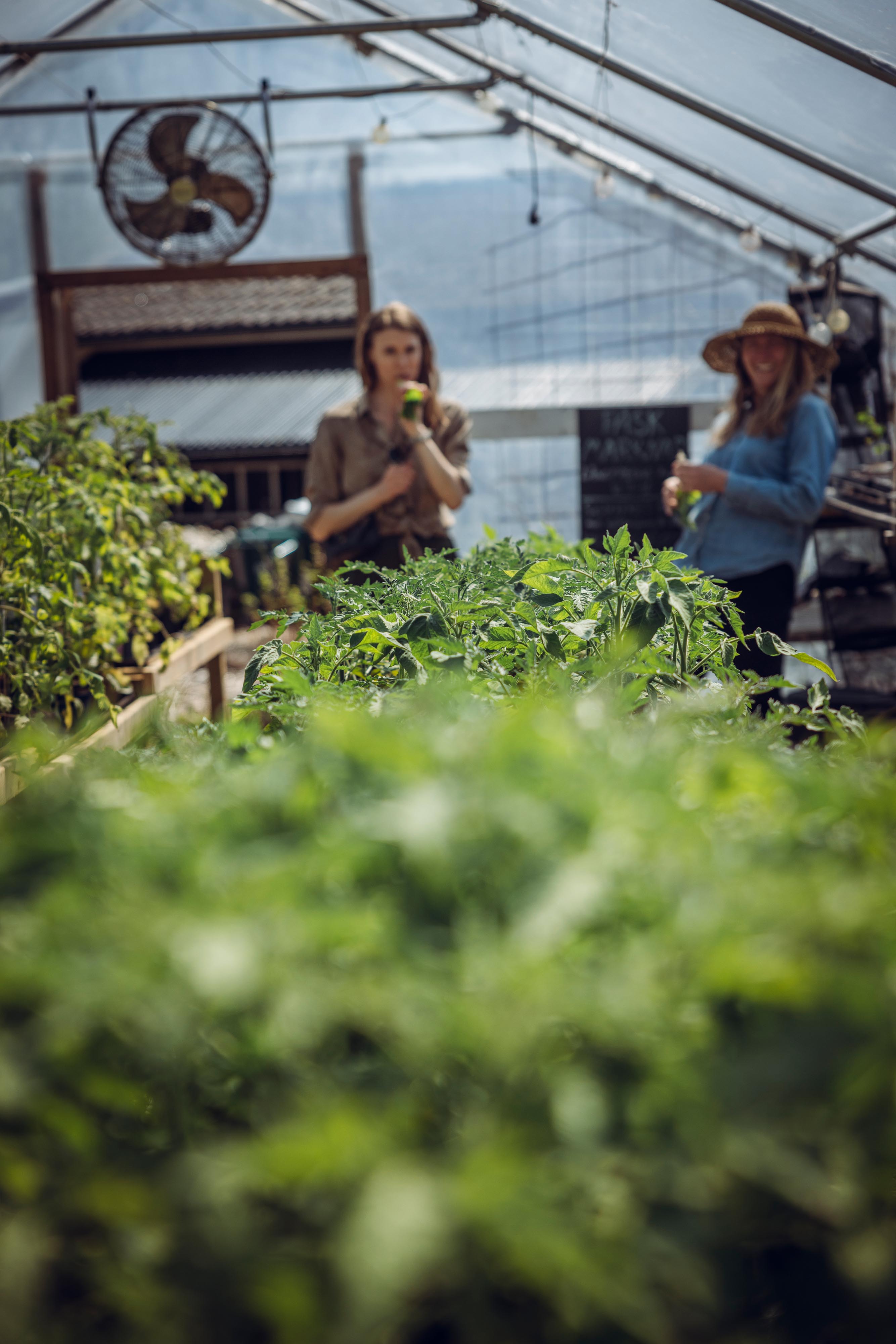 Kvinna som botaniserar bland grönsaker.