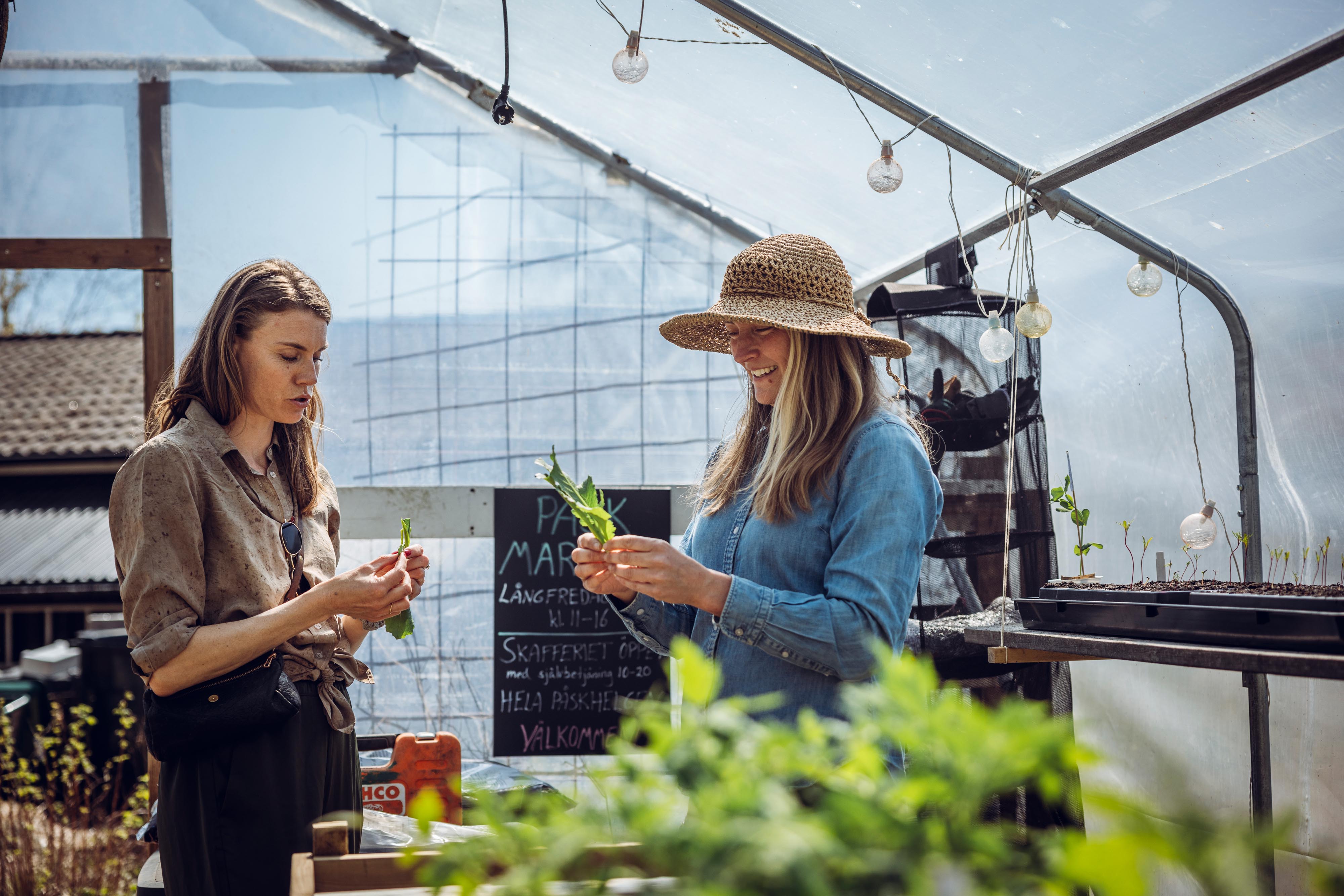 Kvinna som botaniserar bland grönsaker.