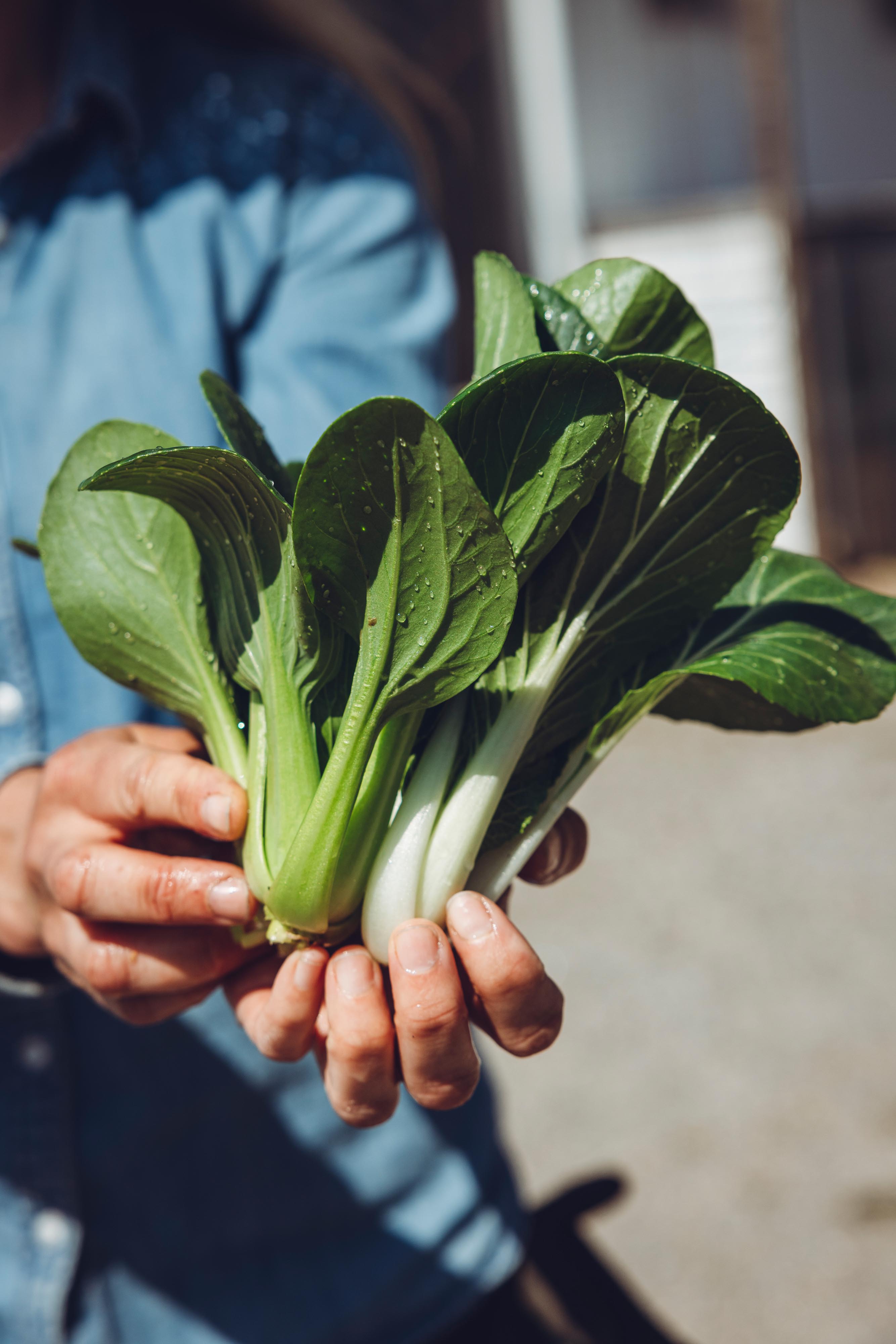 Woman botanizing among vegetables.