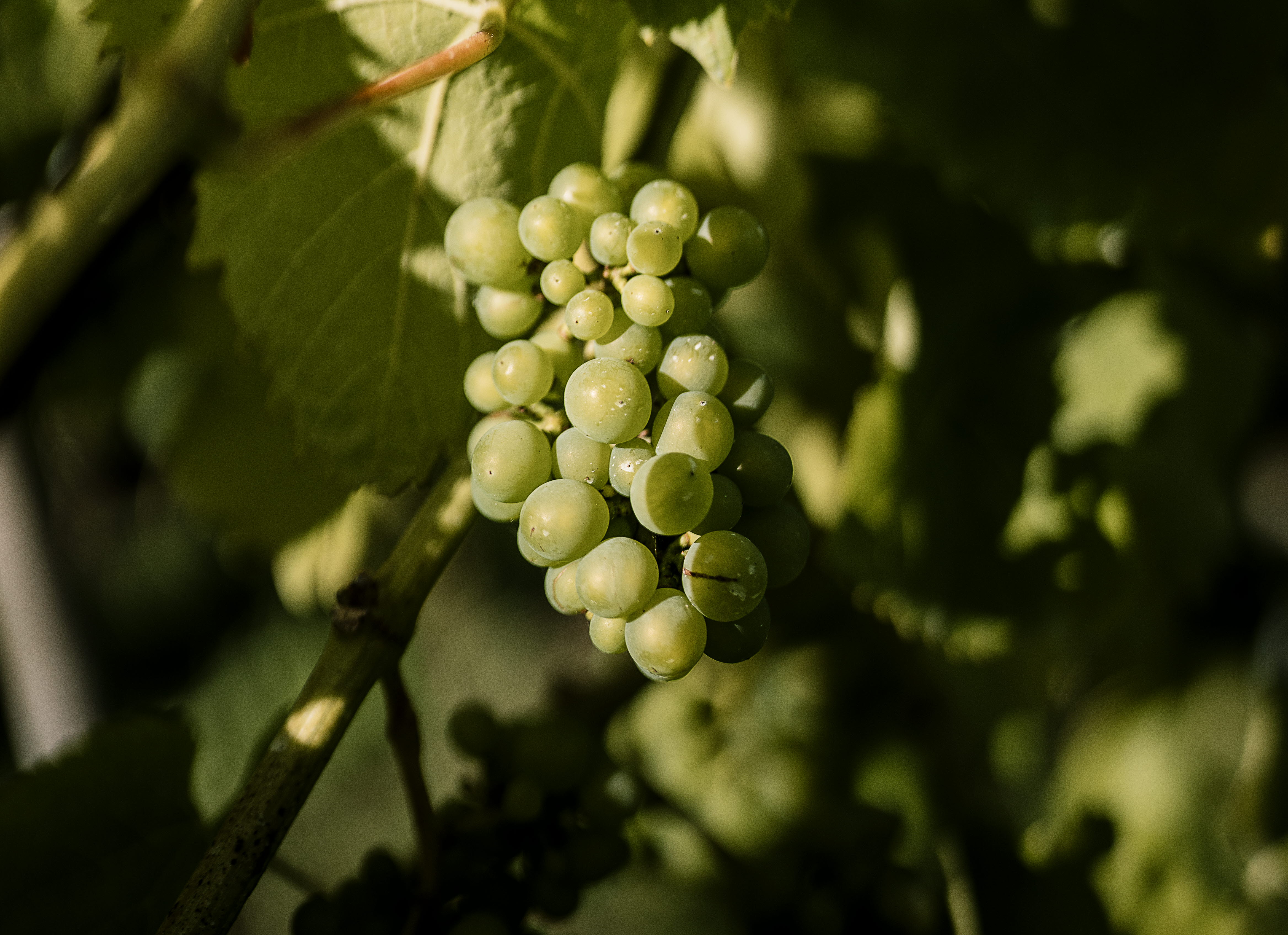 Vinrankor i längder