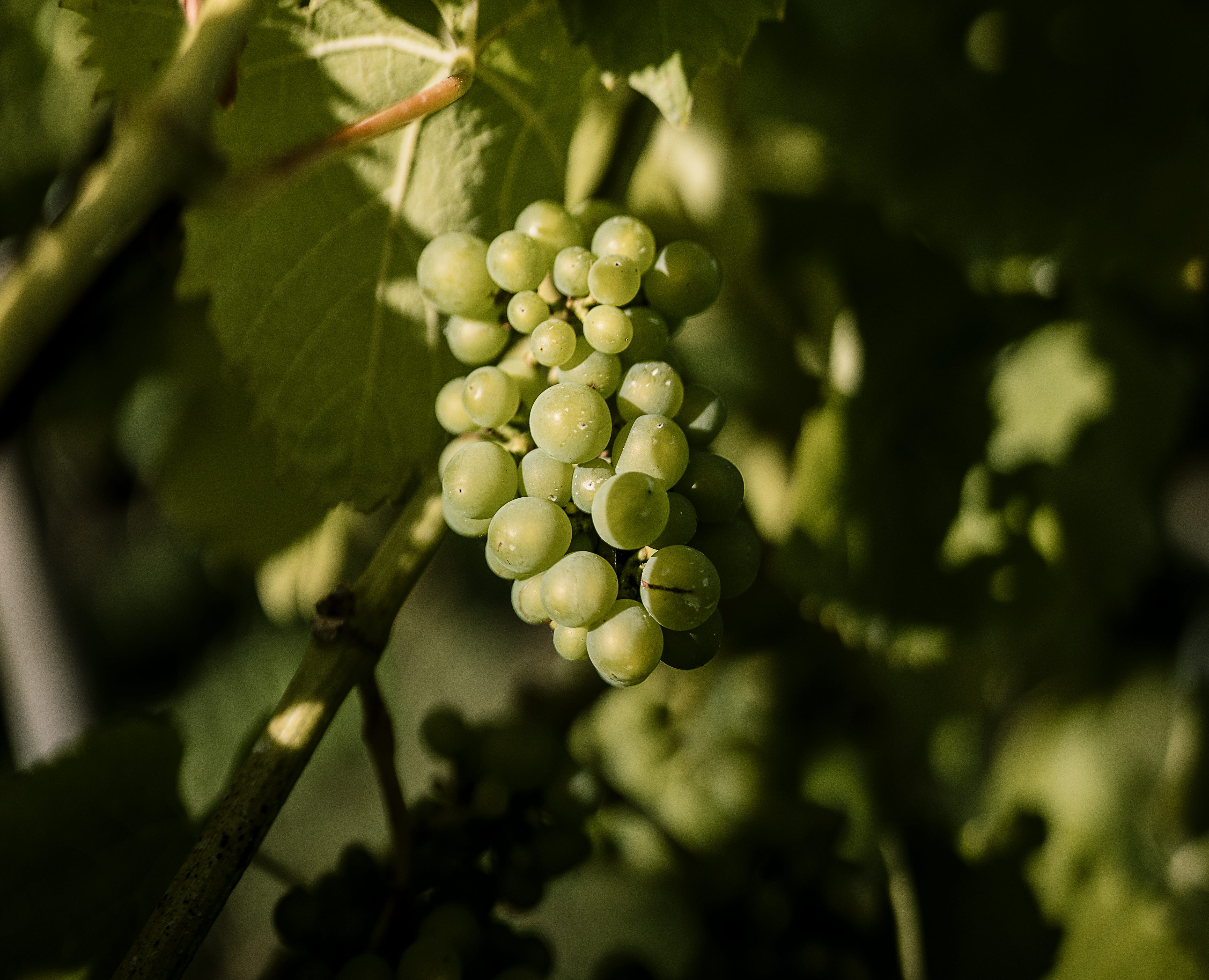 Vinrankor i längder