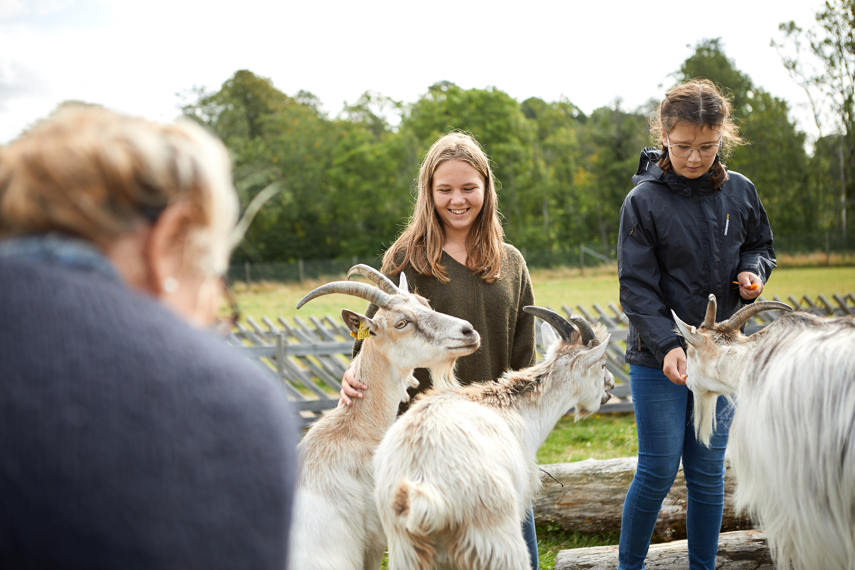 Människor tittar på djur på Nordens Ark
