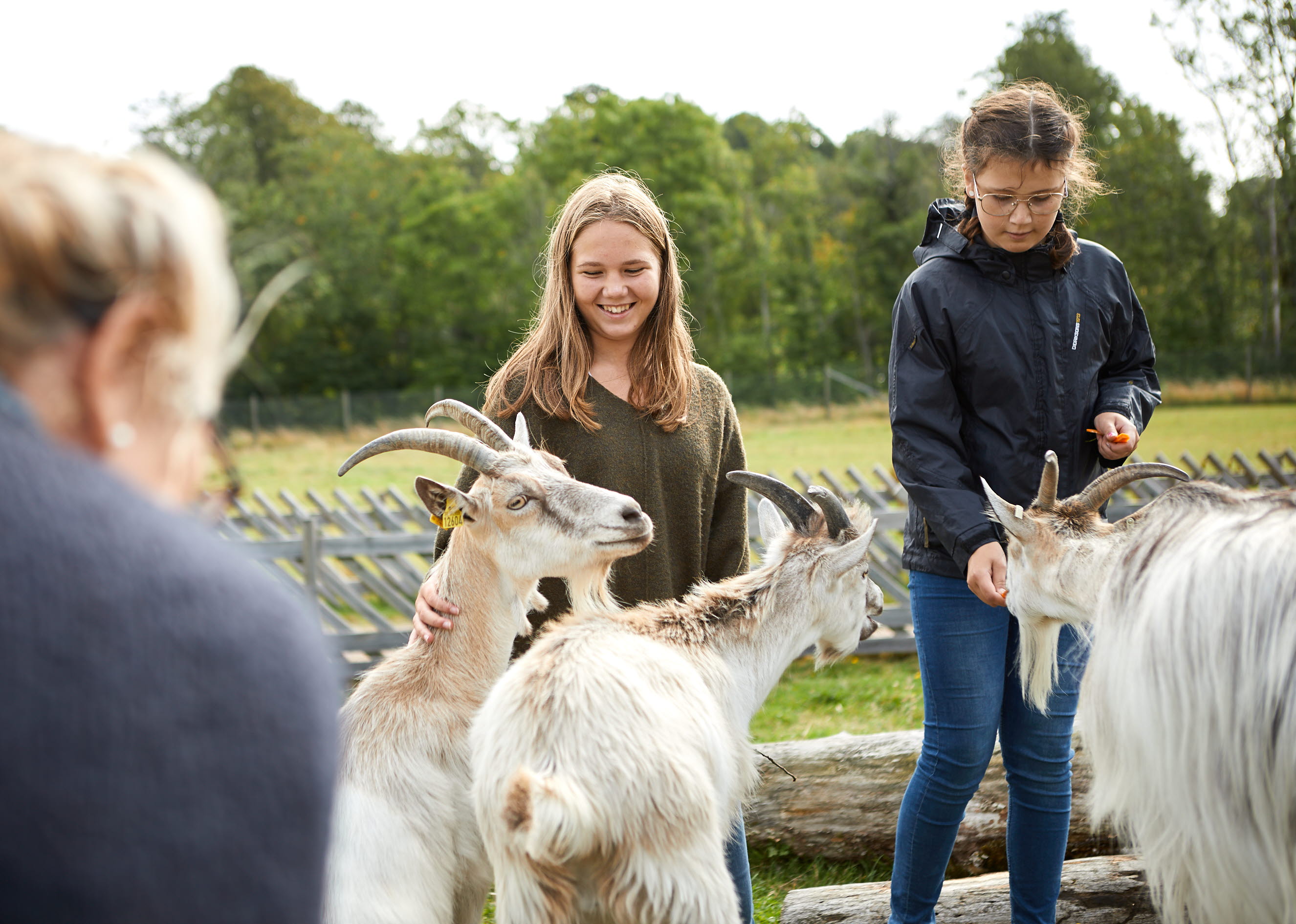 People watching animals at Nordens Ark