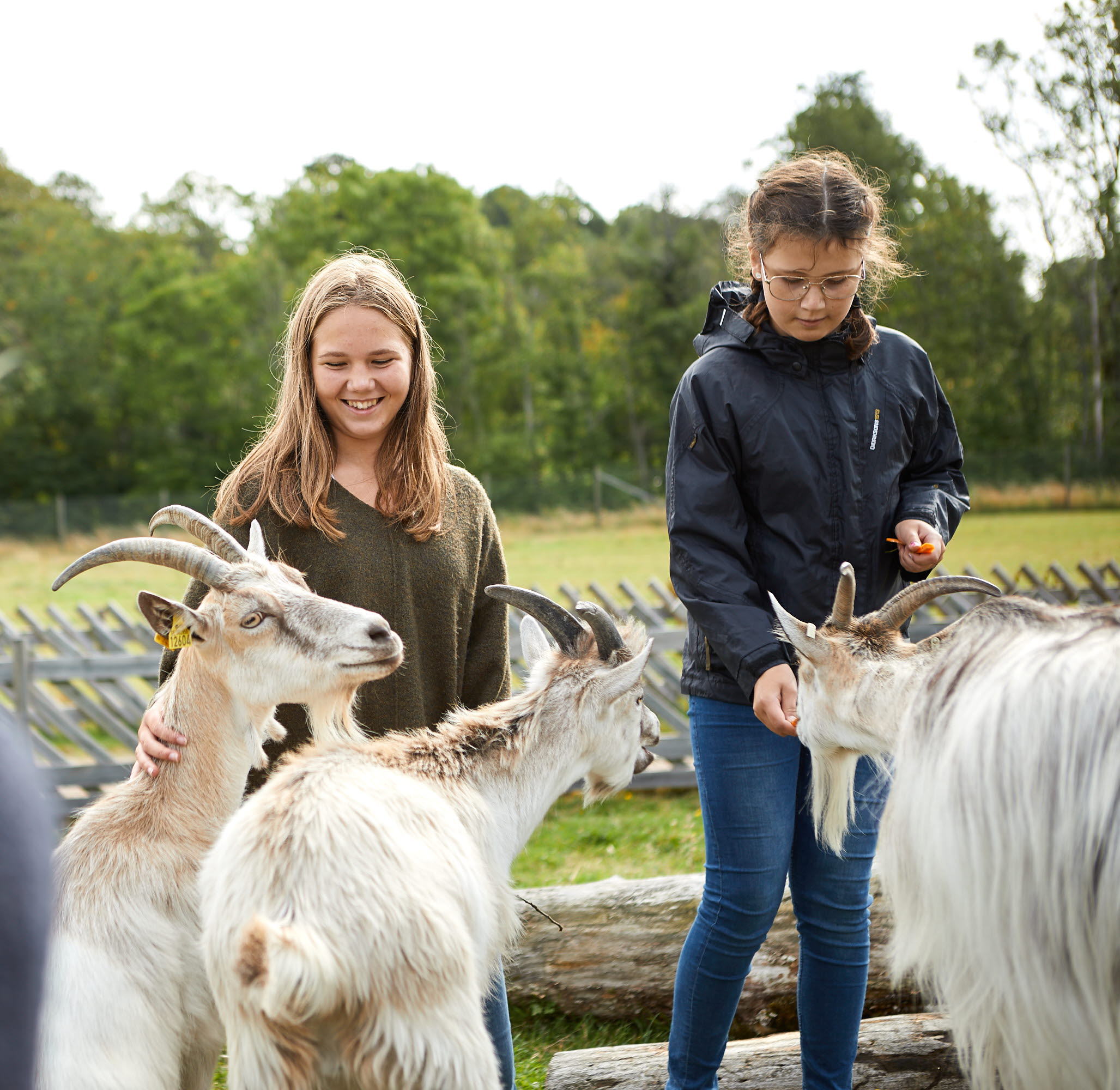 People watching animals at Nordens Ark