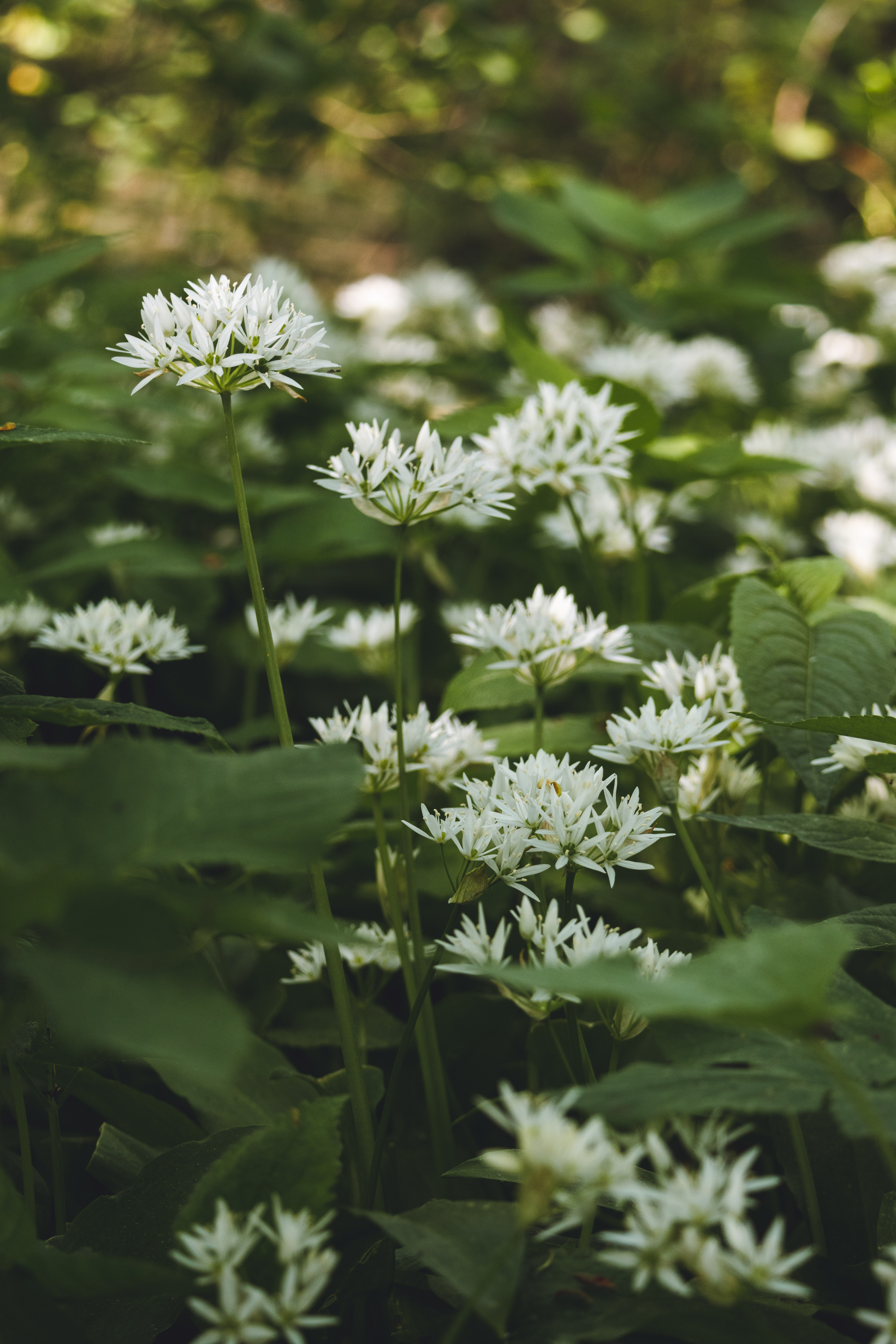 Fält av ramslök i blom. 