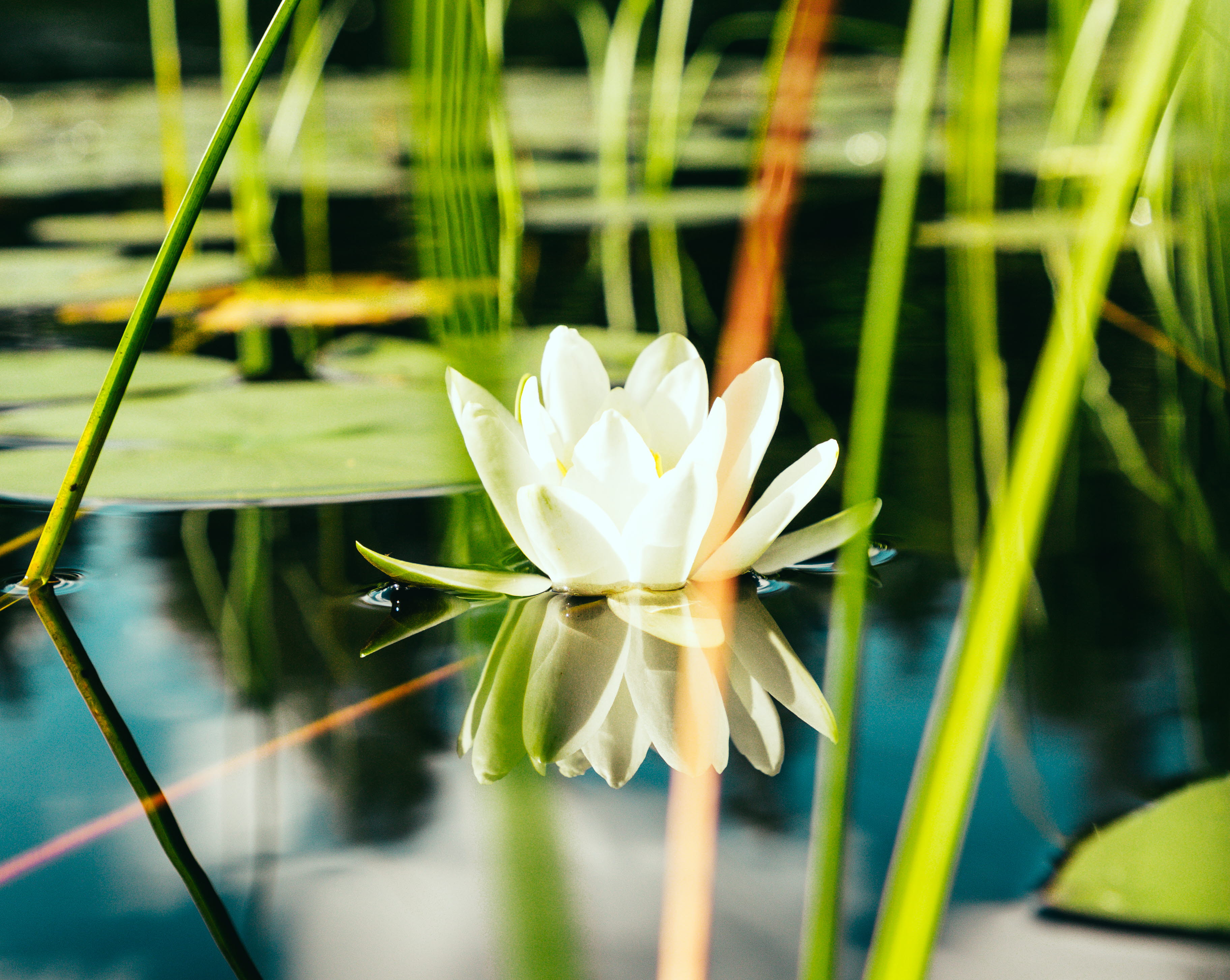 water lily at Sjuhäradsleden