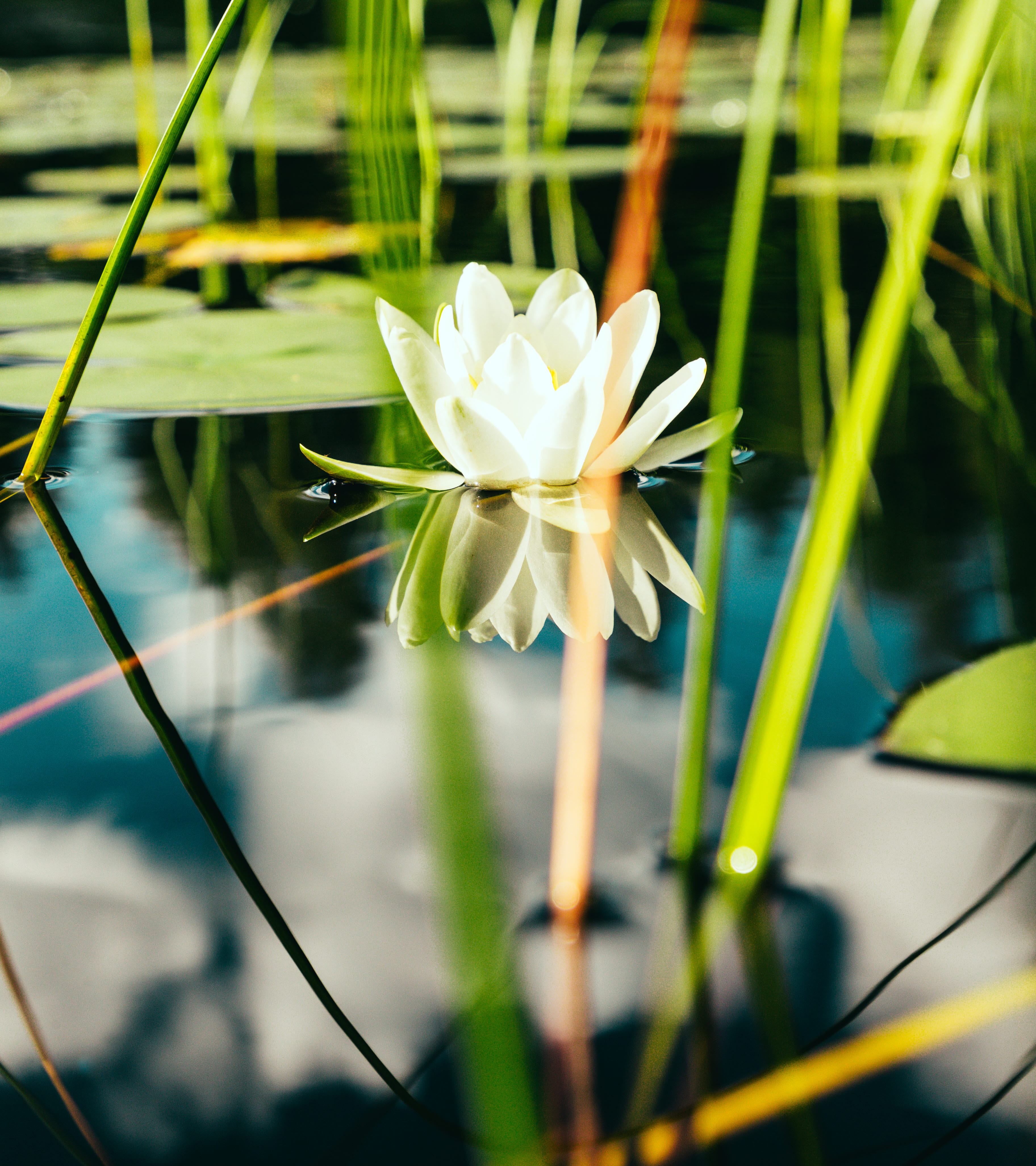 water lily at Sjuhäradsleden