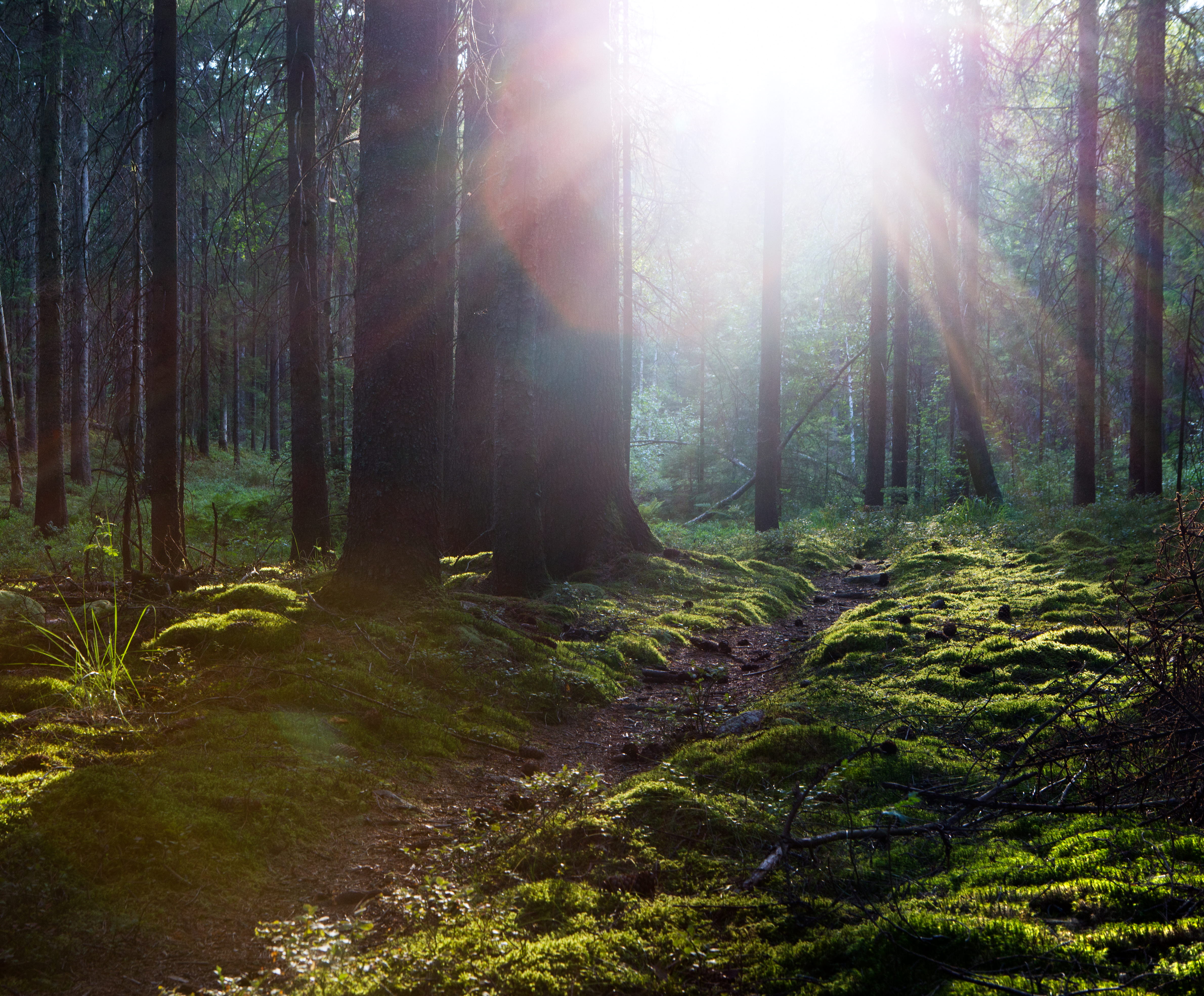 The nature of Dalsland