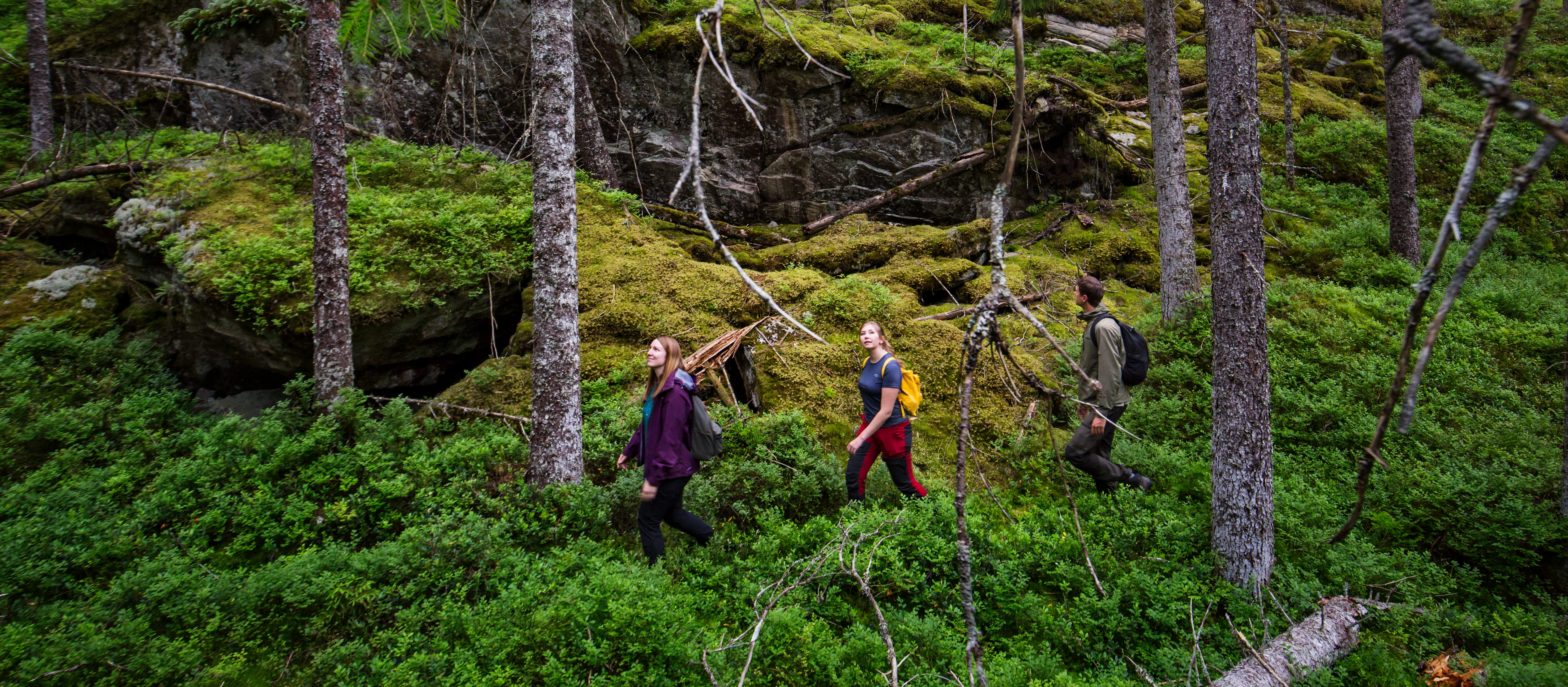 Vandring i Tresticklan nationalpark 