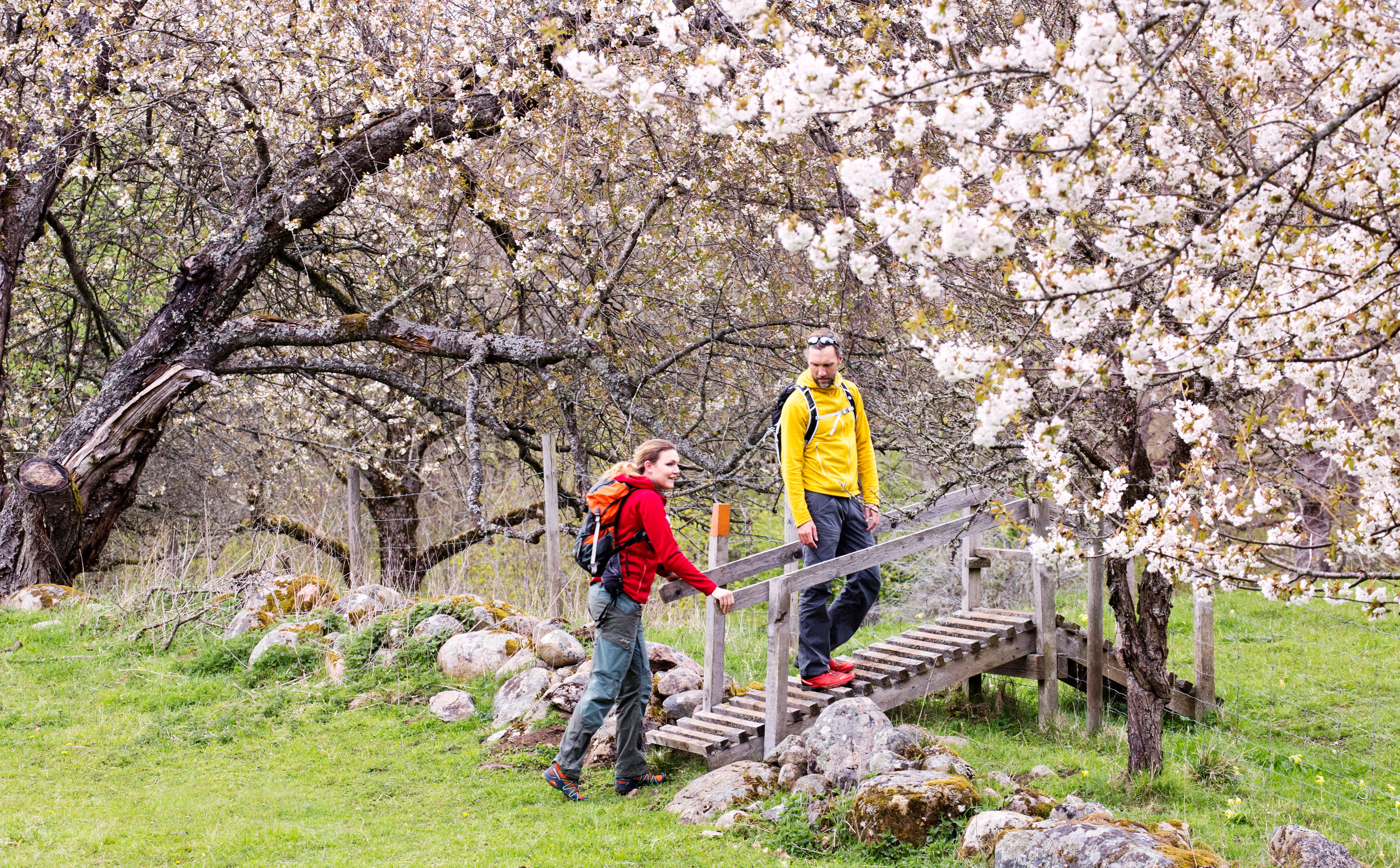 Par vandrar mellan blommande hagar