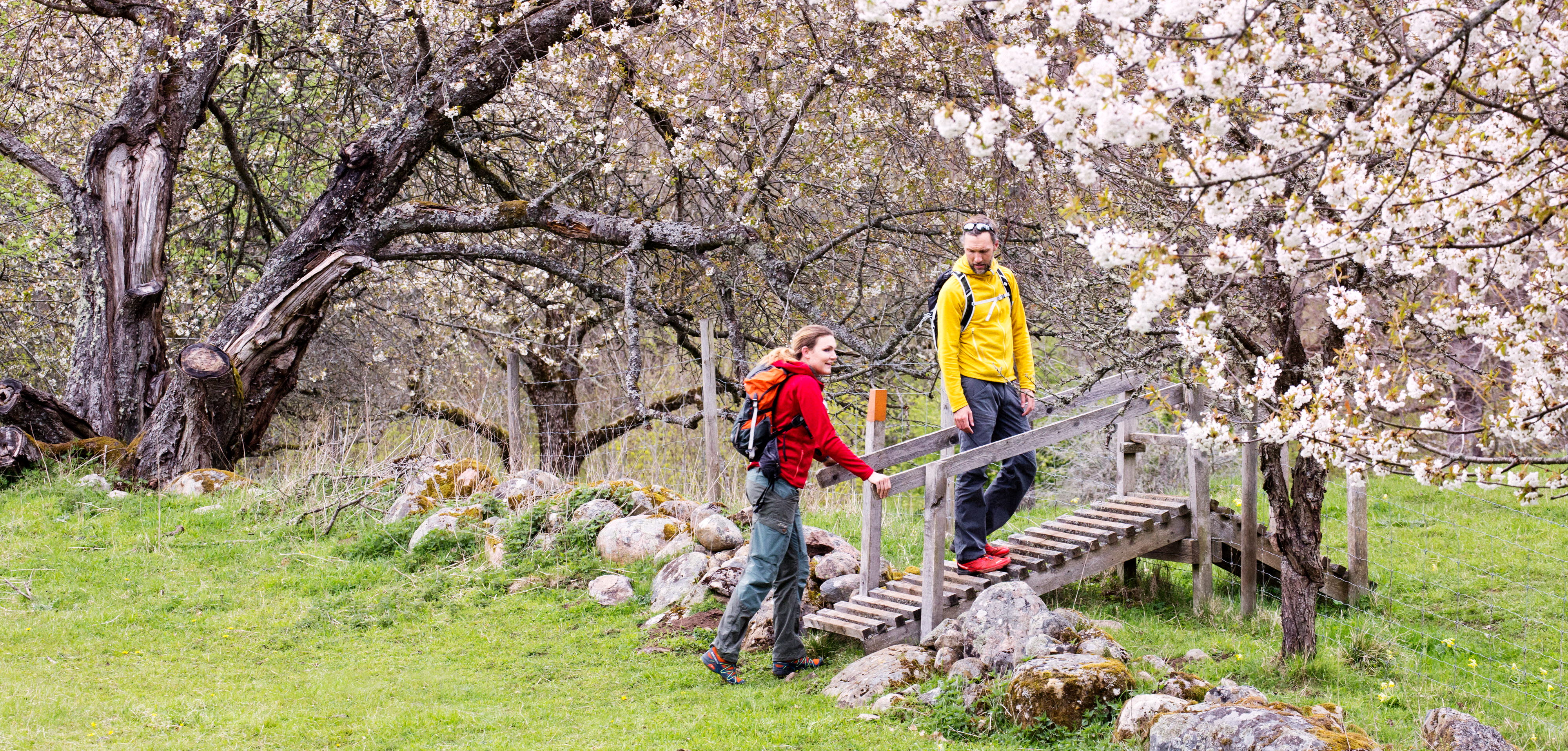 Par vandrar mellan blommande hagar
