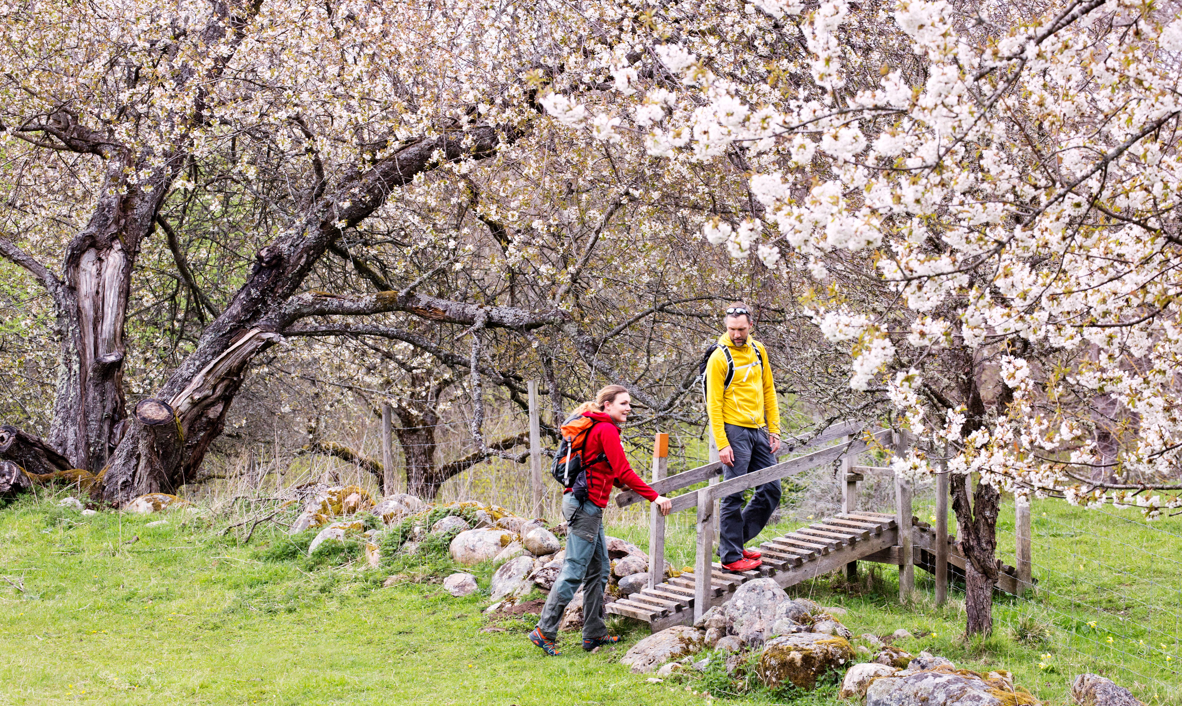 Par vandrar mellan blommande hagar