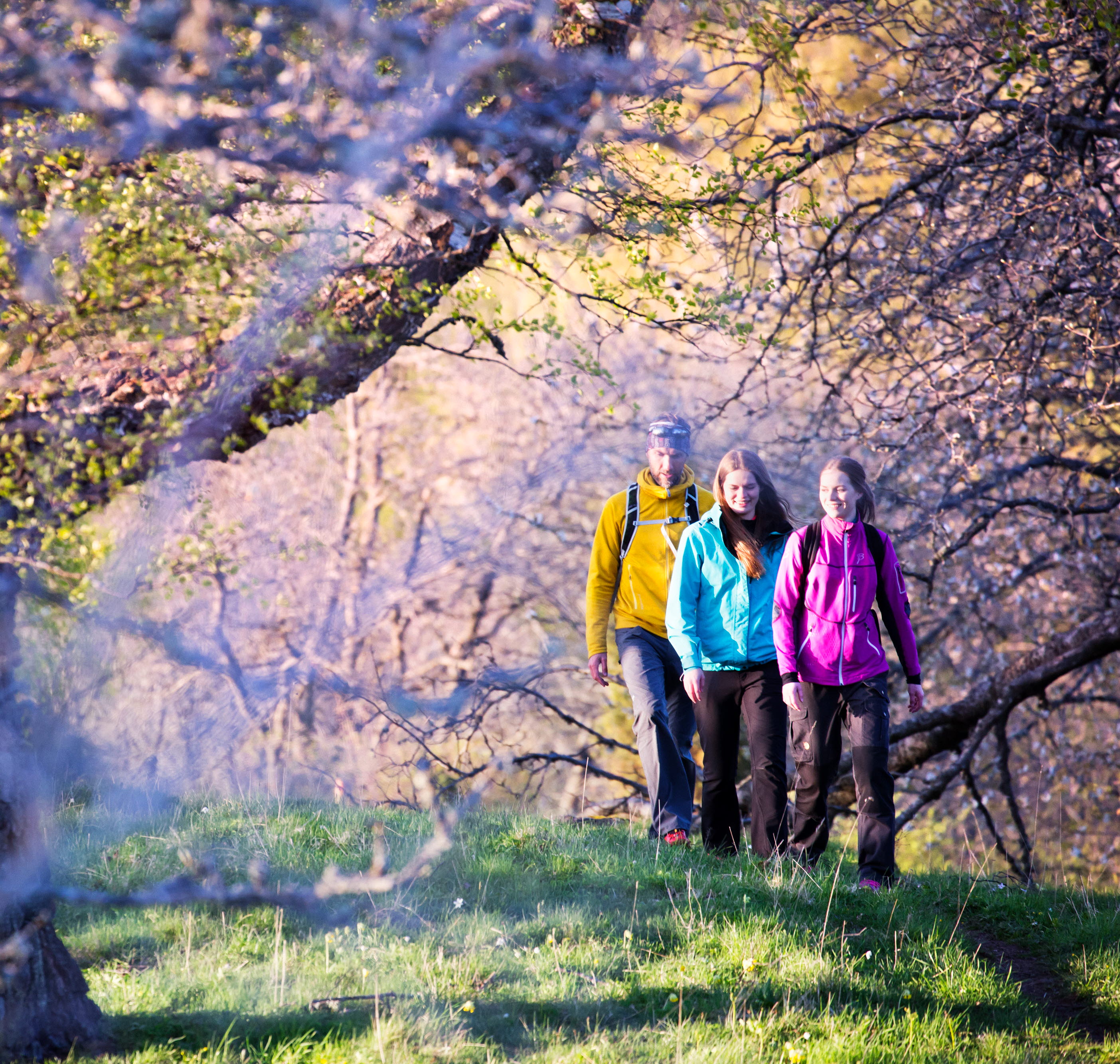 People hiking in the forest