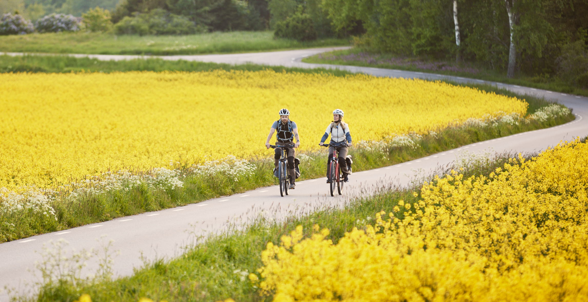 Vänner cyklar bland rapsfält