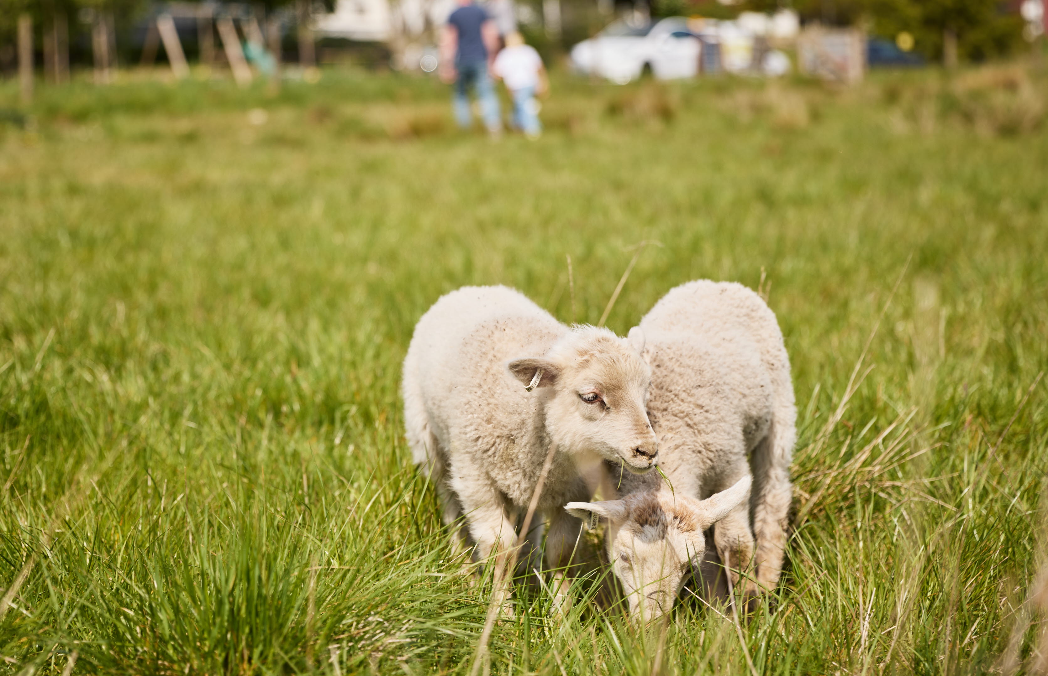 Människor klappar får och lamm.