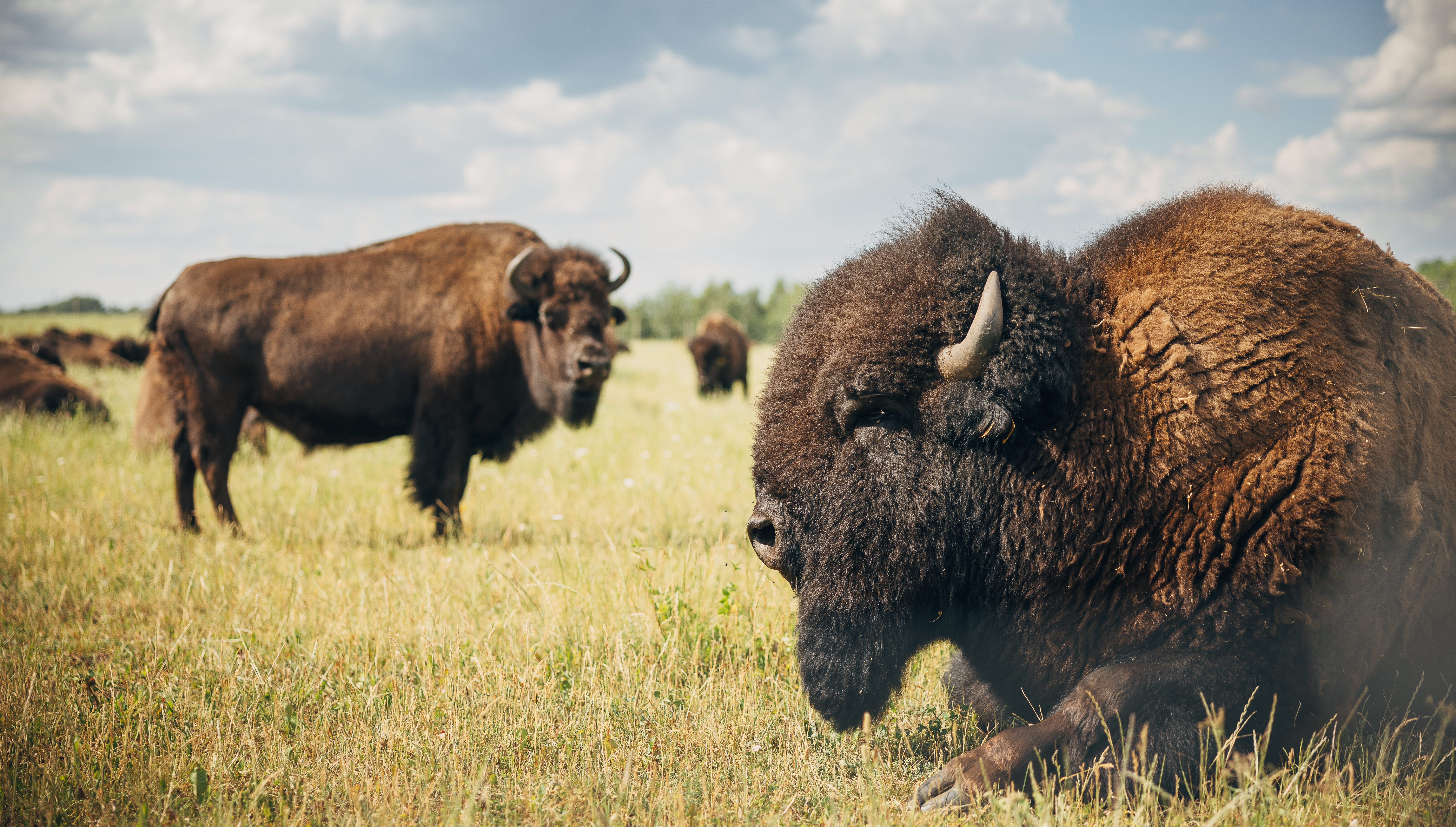 Bisonoxar hos Wrågården.