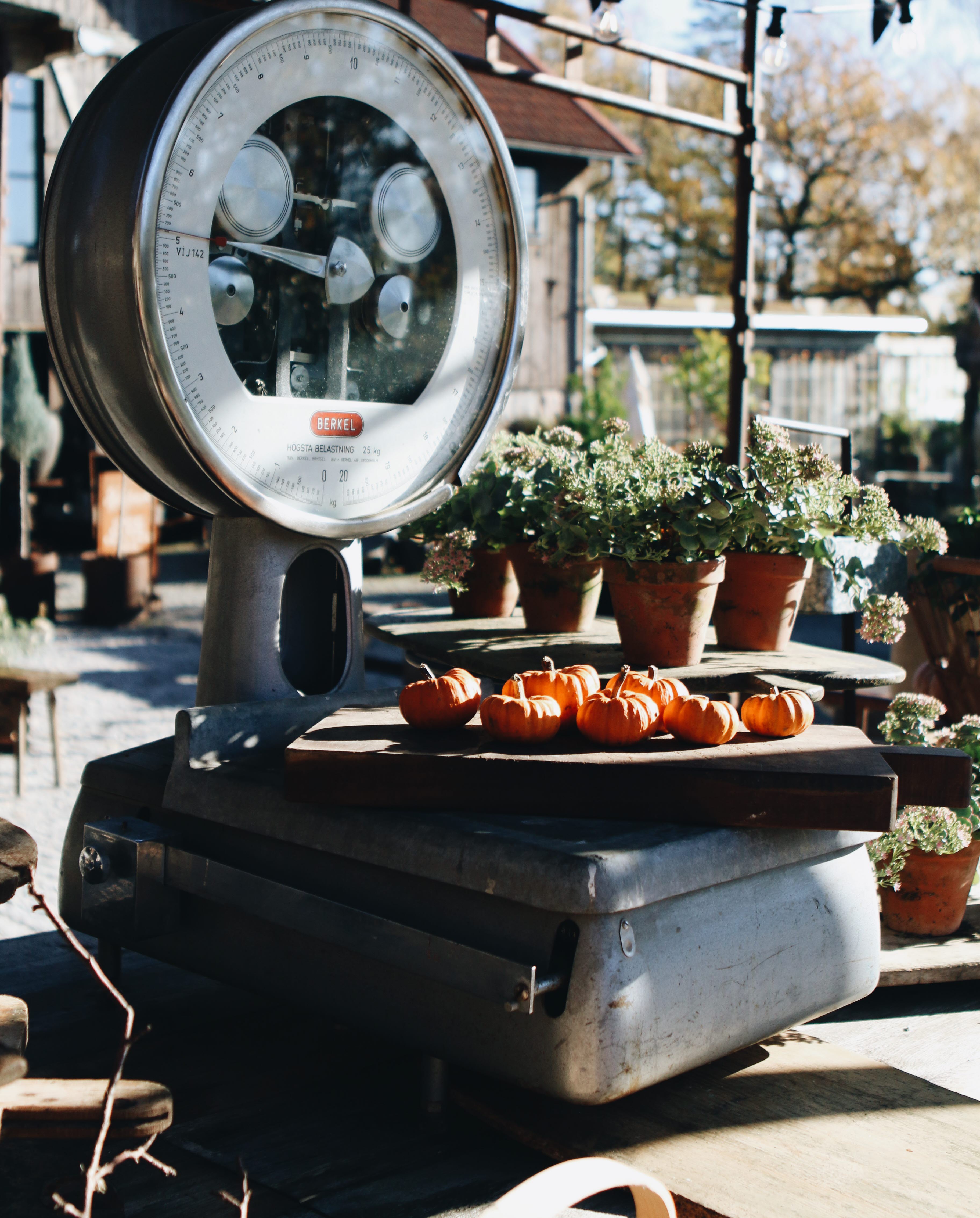 Scale with pumpkins at Bruket i Viared