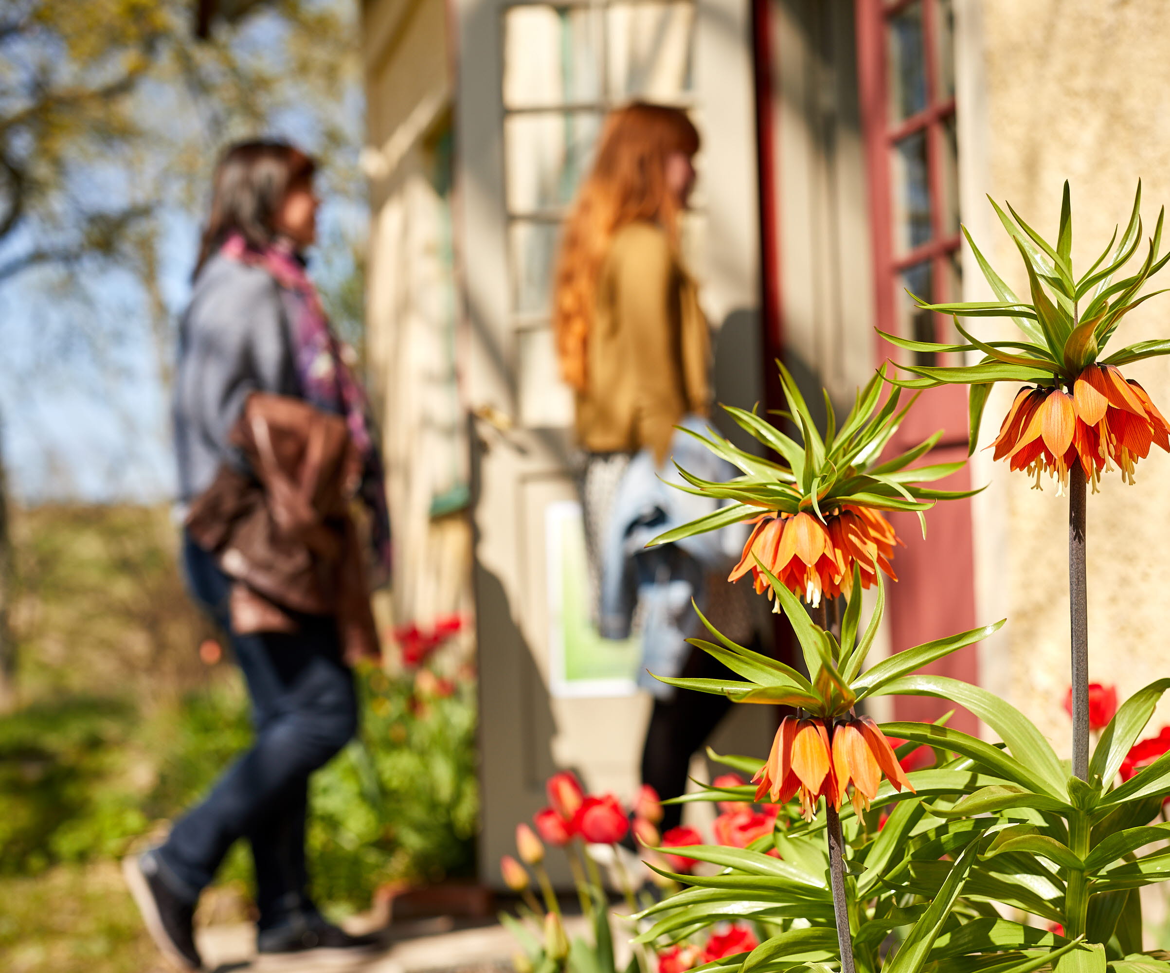 Flower infron of a house