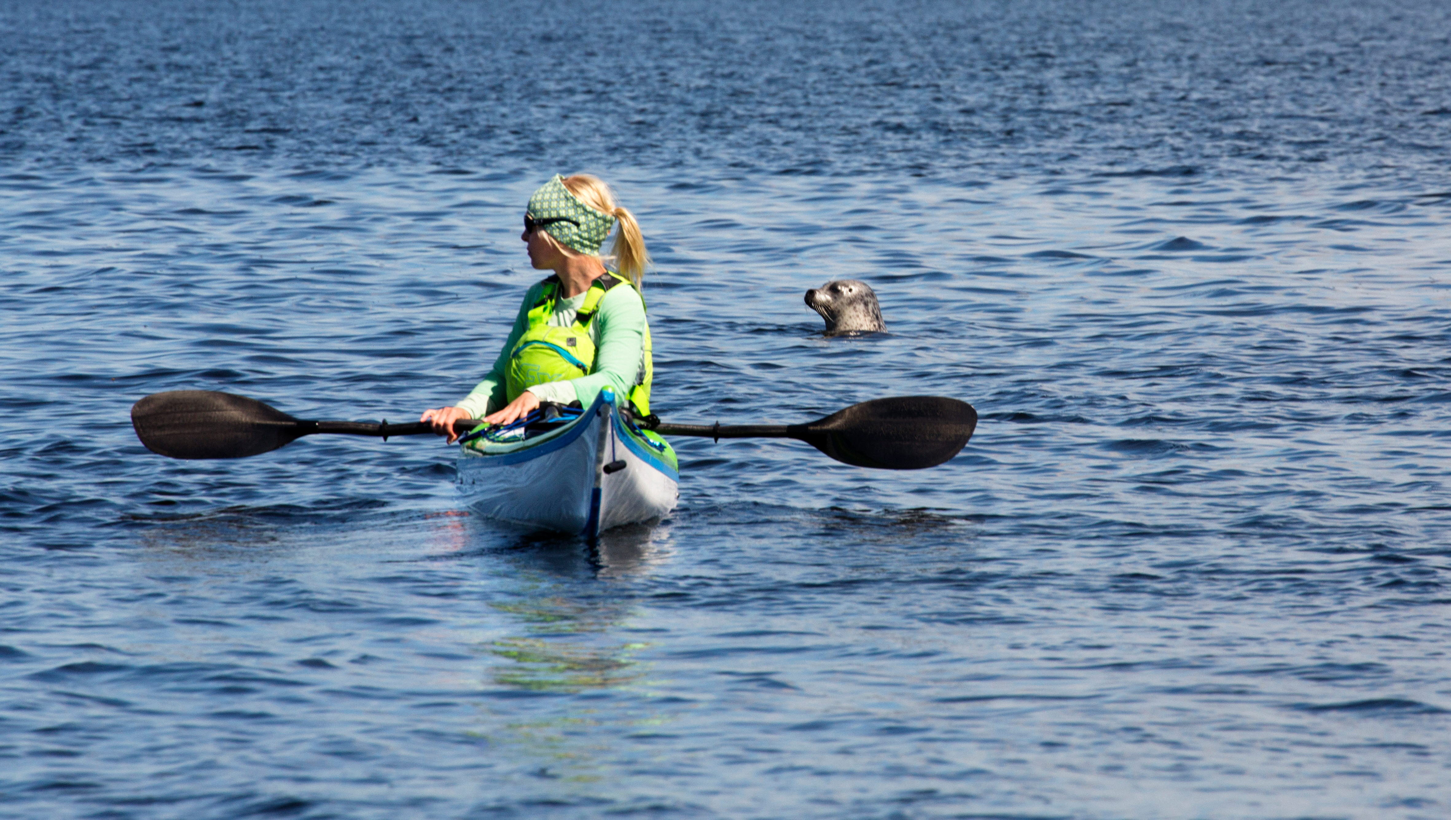 Säl tittar upp ur vattnet bakom kvinna som paddlar kajak