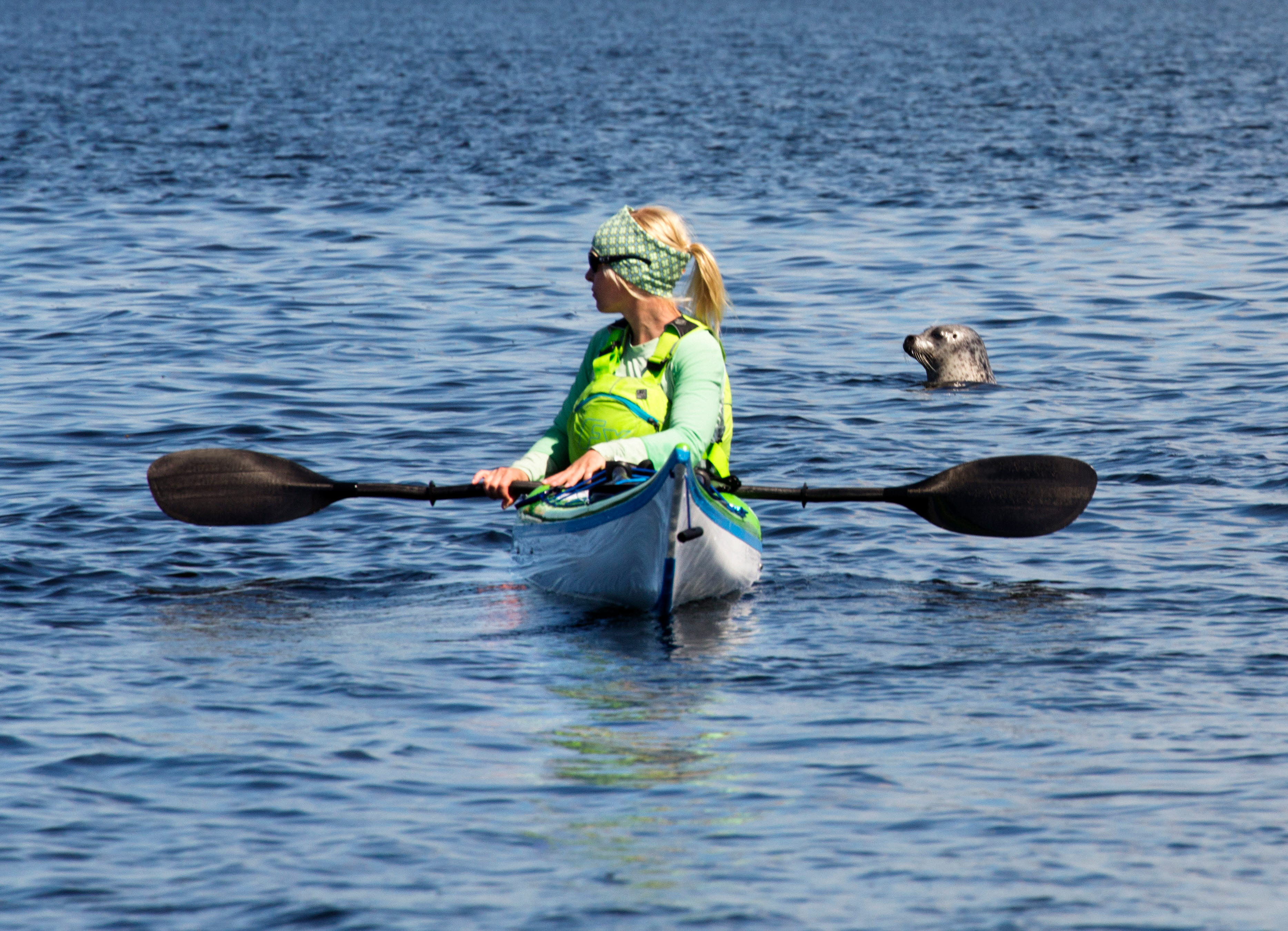 Säl tittar upp ur vattnet bakom kvinna som paddlar kajak