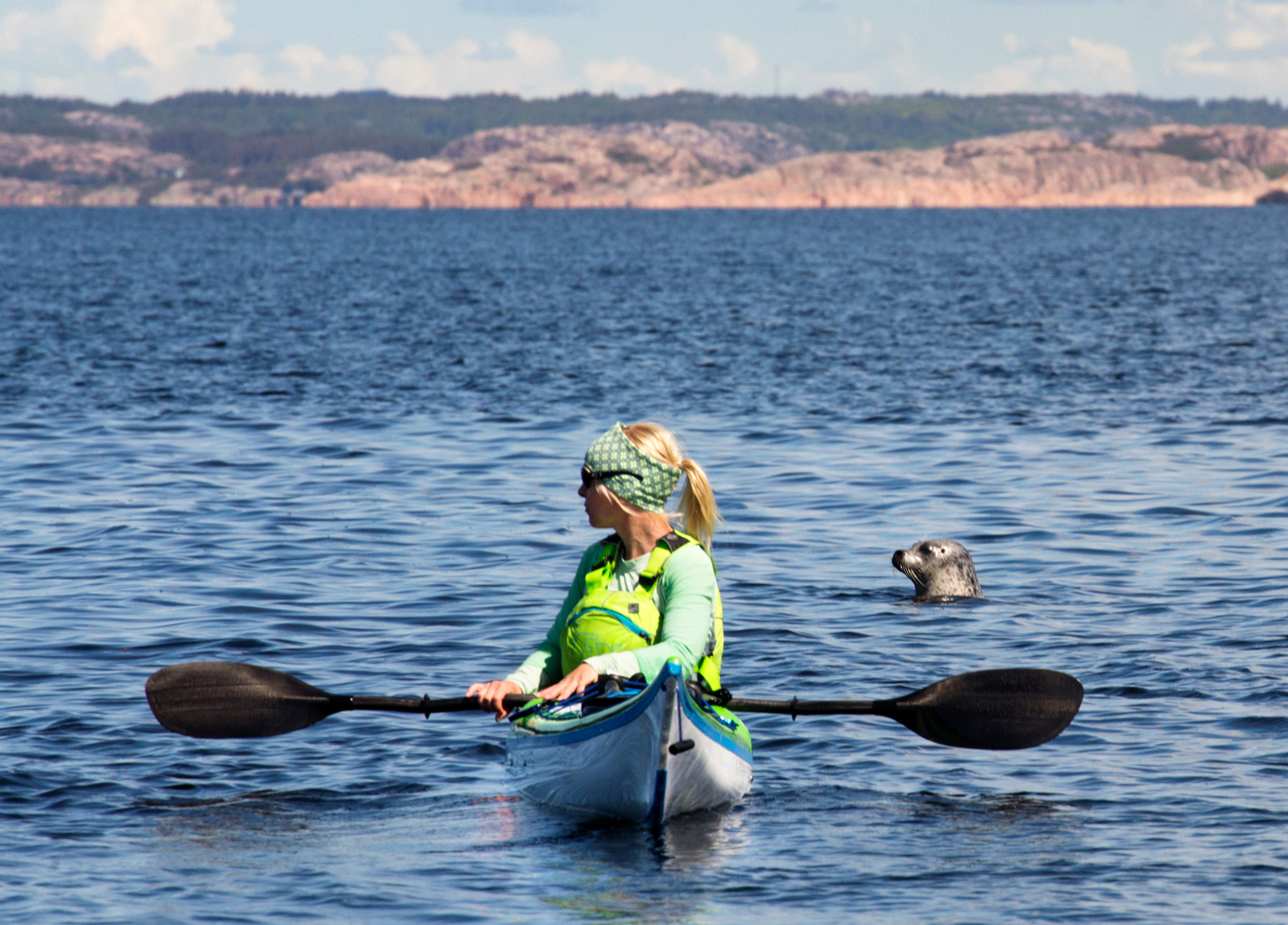 Säl tittar upp ur vattnet bakom kvinna som paddlar kajak