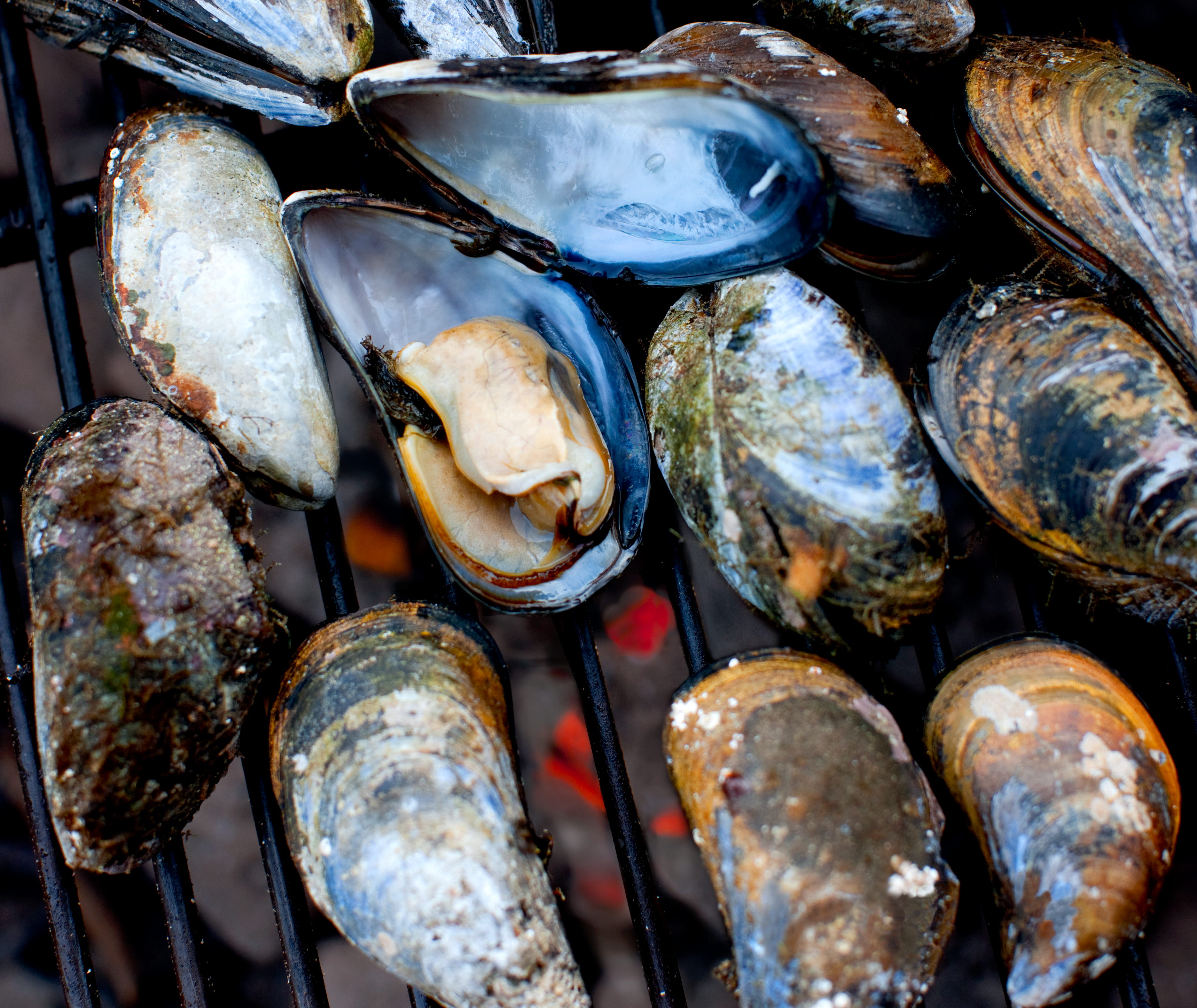 Musslor på grill