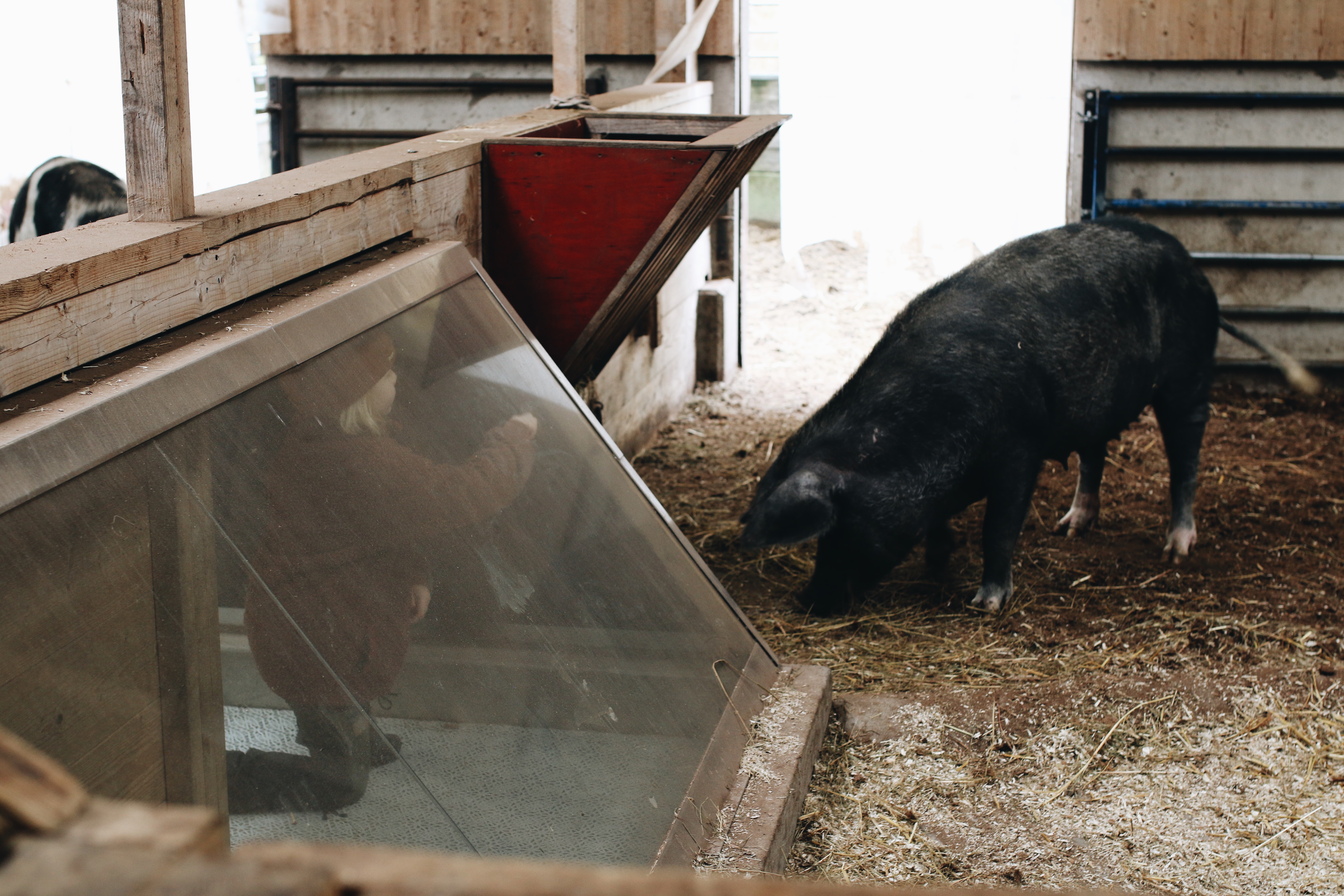 Familjeaktivitet hos Nordens Ark